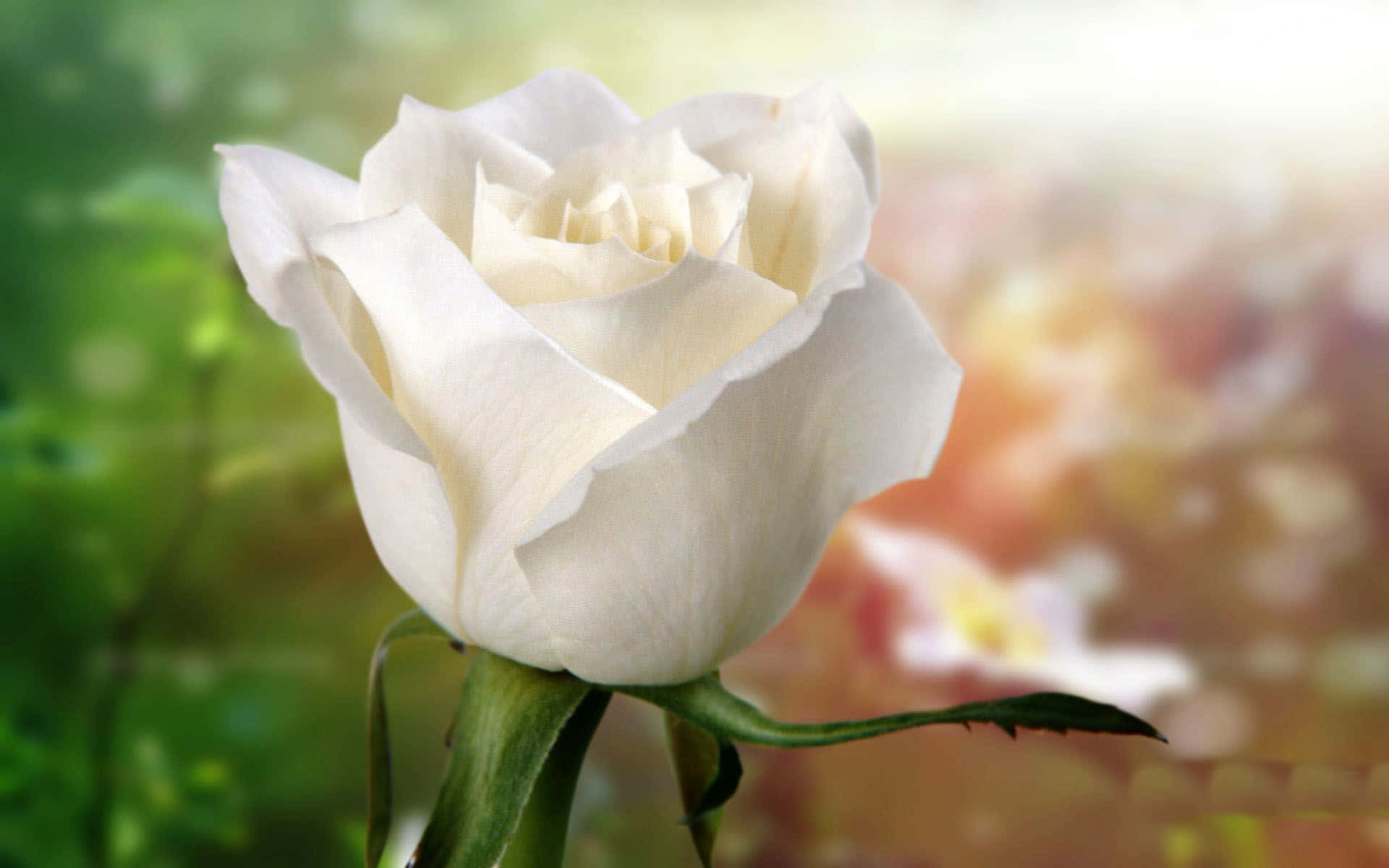 beautiful white rose flower wallpaper