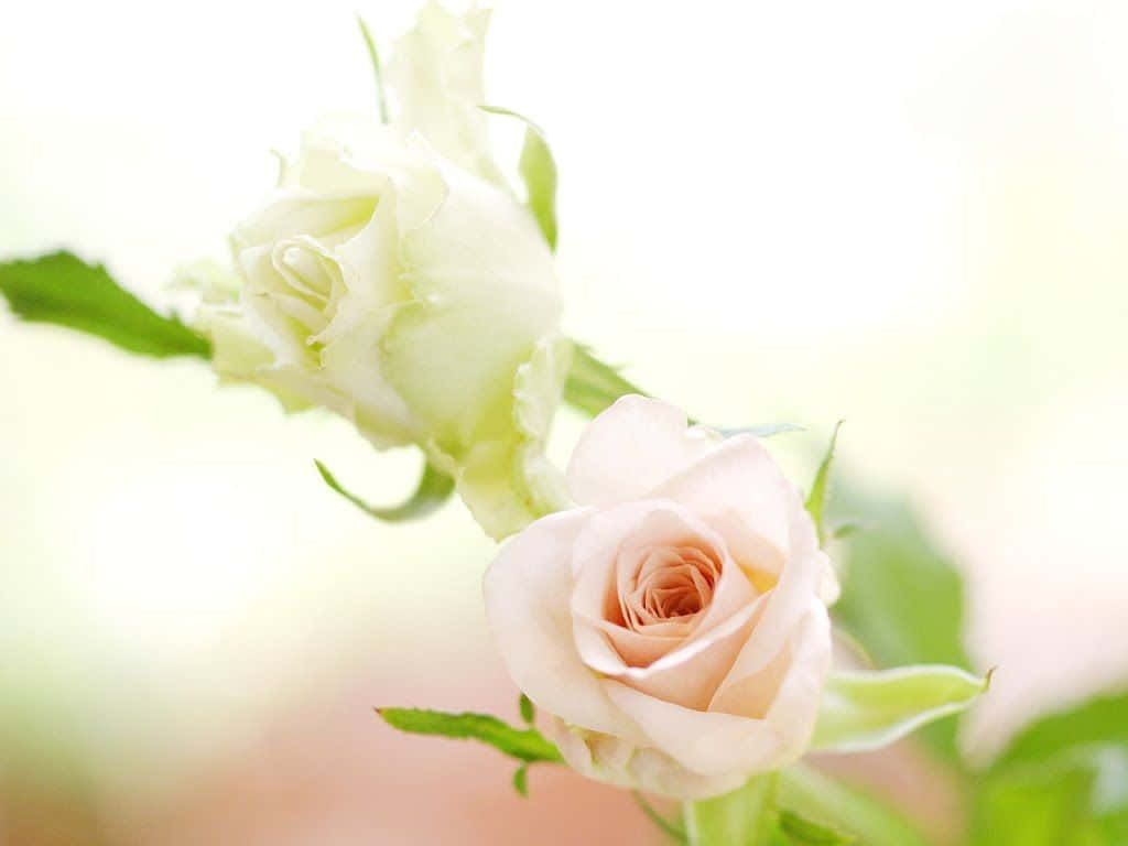 Et Stunning Hvid Rose Bllomstrer på en Blå Baggrund Wallpaper