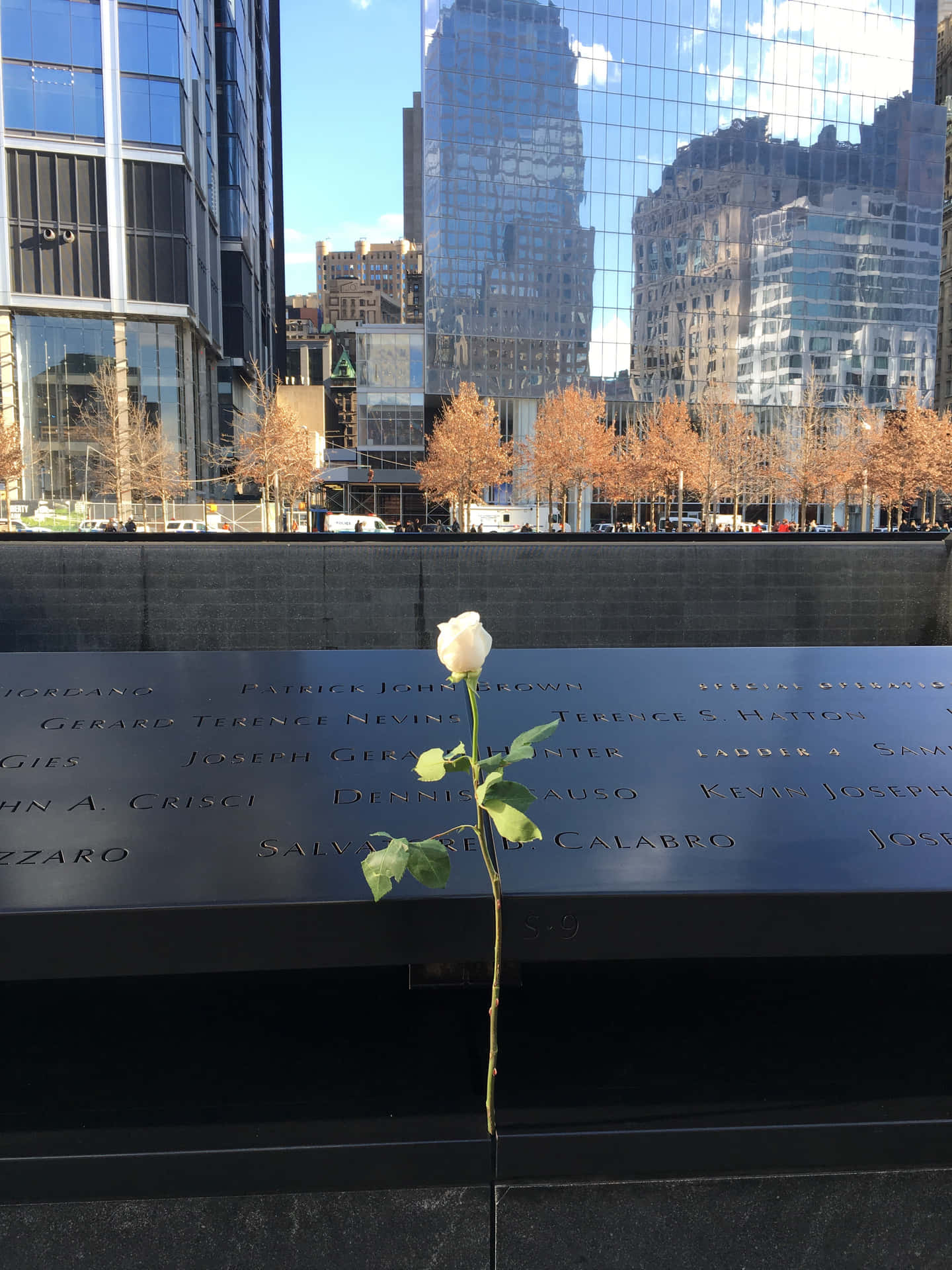 White Rose On Ground Zero Wallpaper
