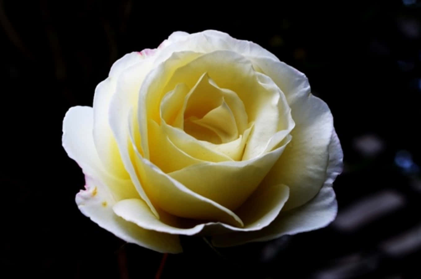 Hvid Rose Billeder 1357 X 900