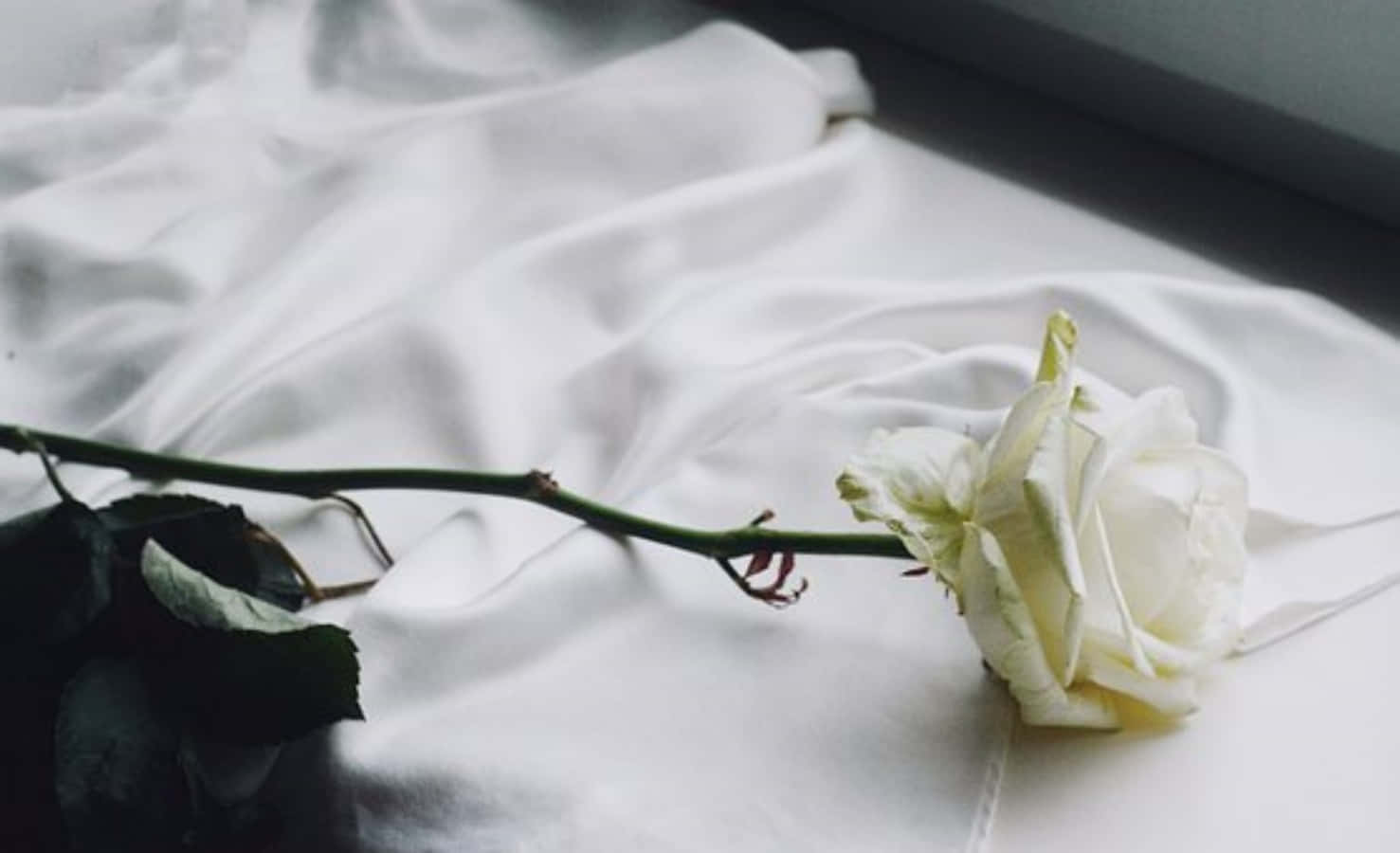A White Rose - A Symbol of Purity and Innocence