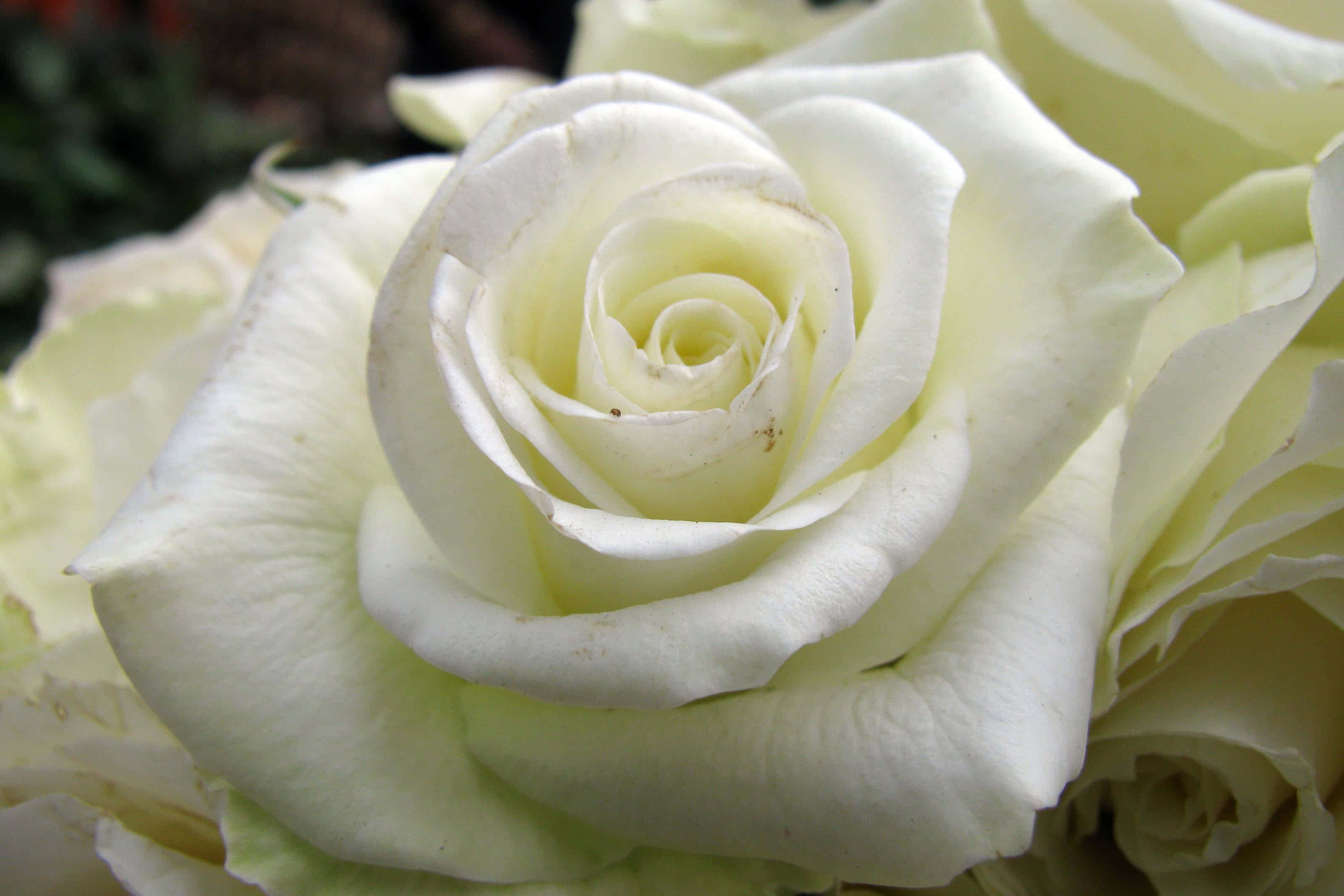 Hvid Rose Billeder