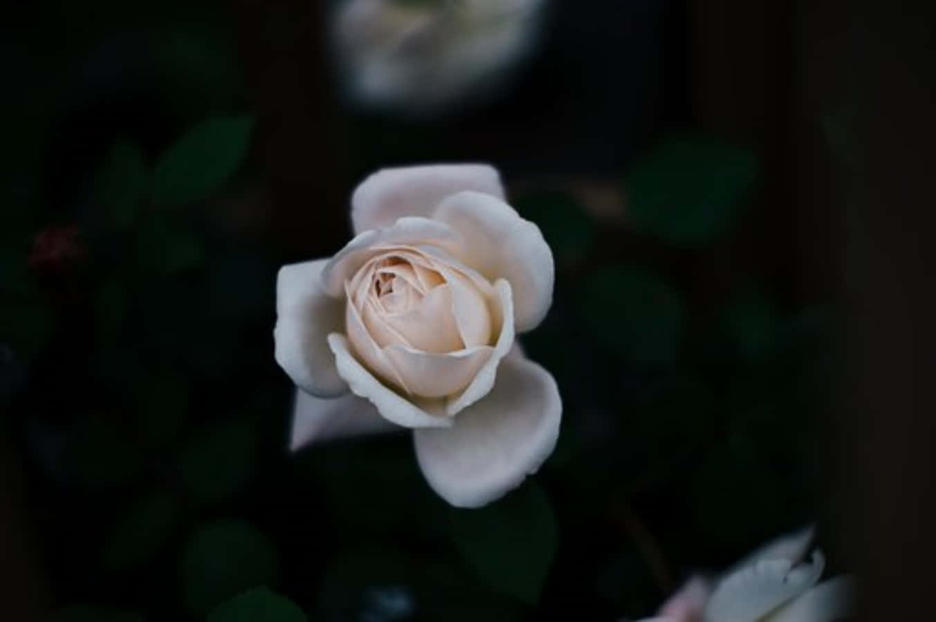 Hvid Rose Fokus Billeder på en blank baggrund
