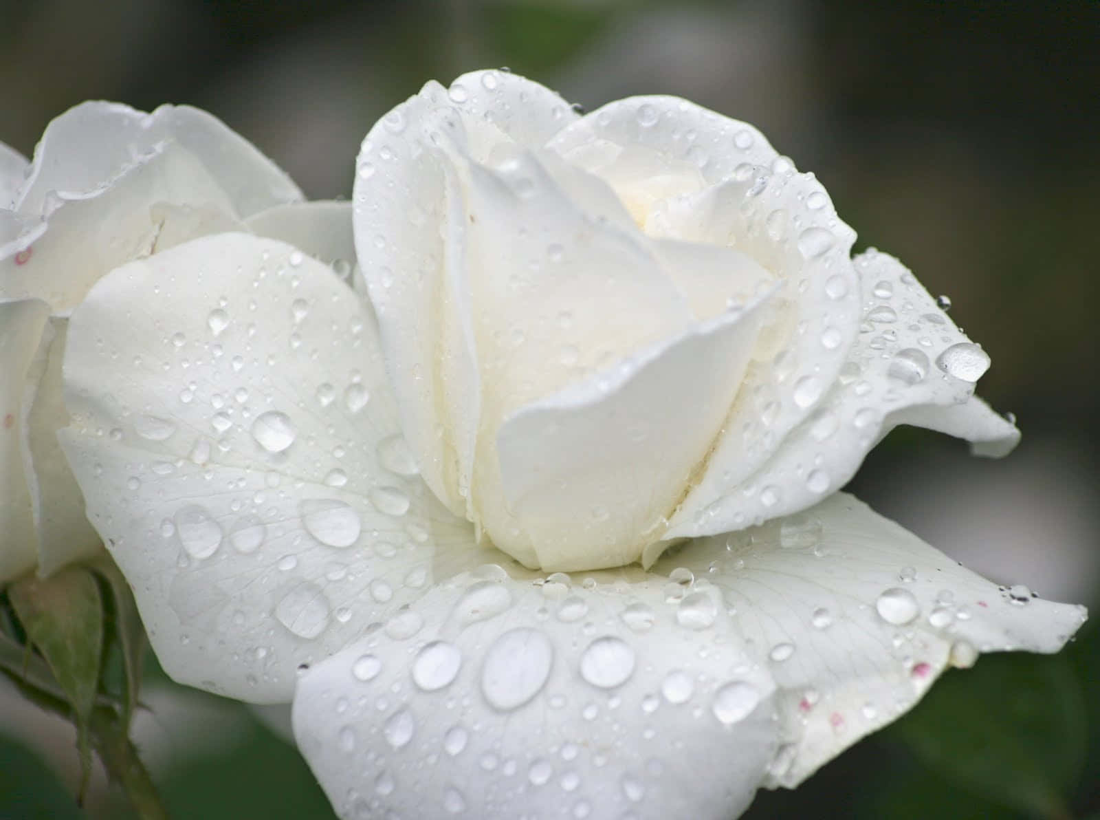 Wet White Rose Pictures