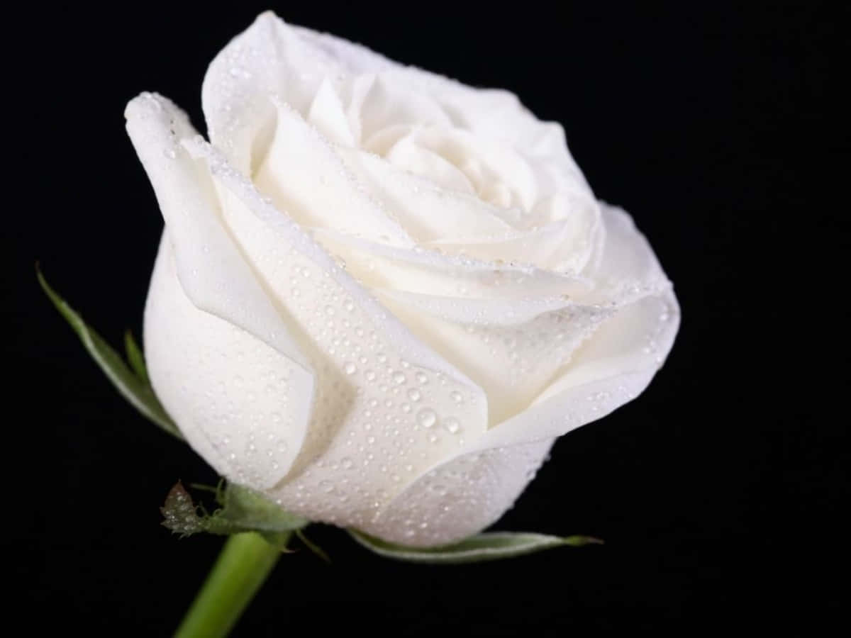 Белая роза сбоку
