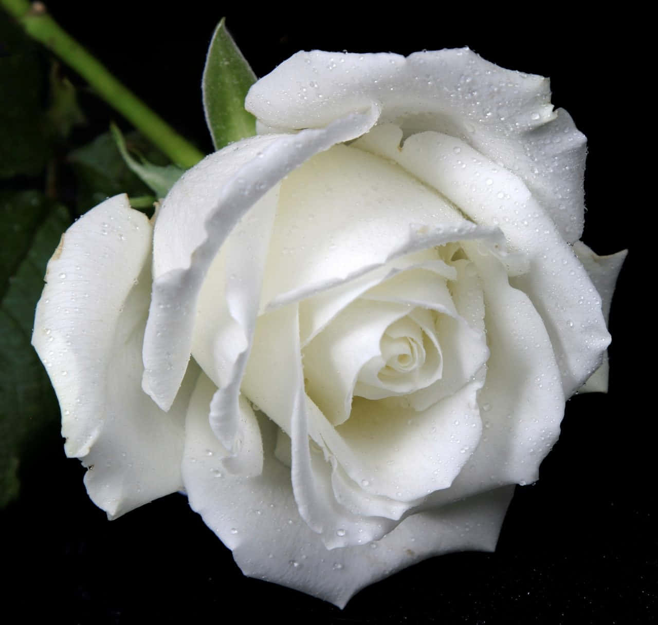 Hvid Rose Billeder 1280 X 1217
