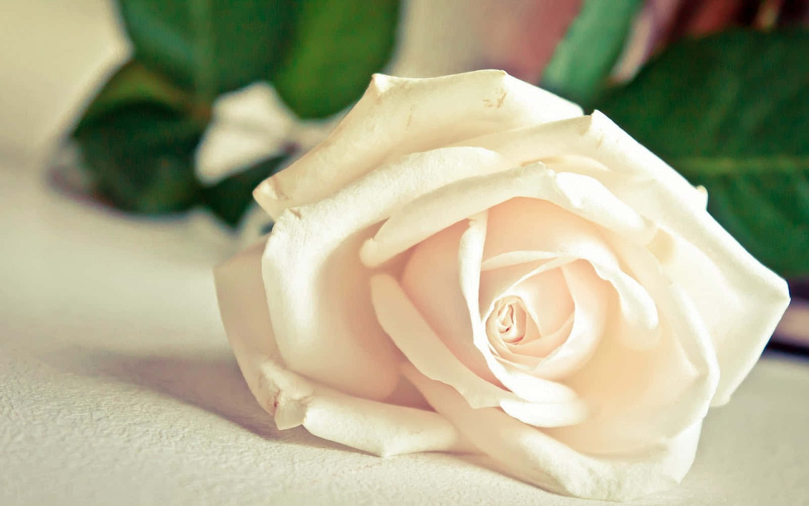 Fotodi Eleganti Rose Bianche