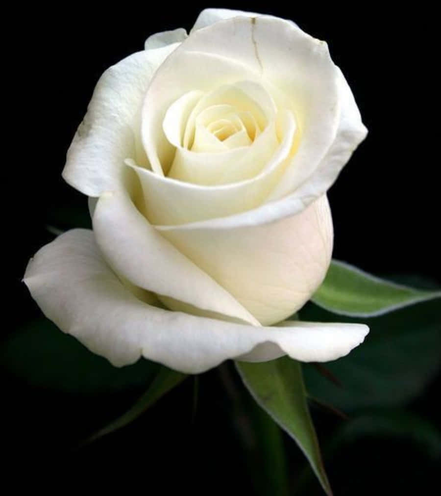 White Rose Petals Pictures