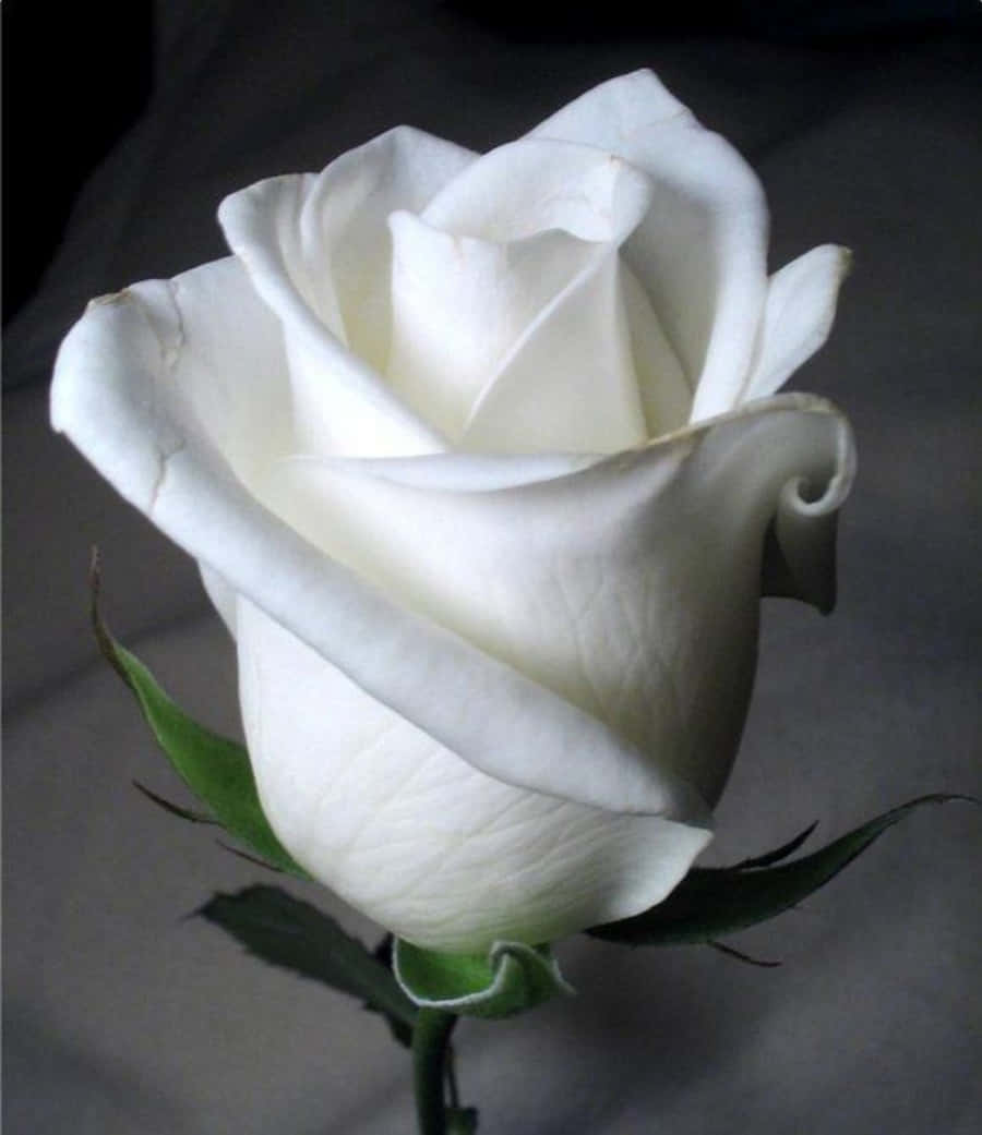 White Rose Bud Pictures