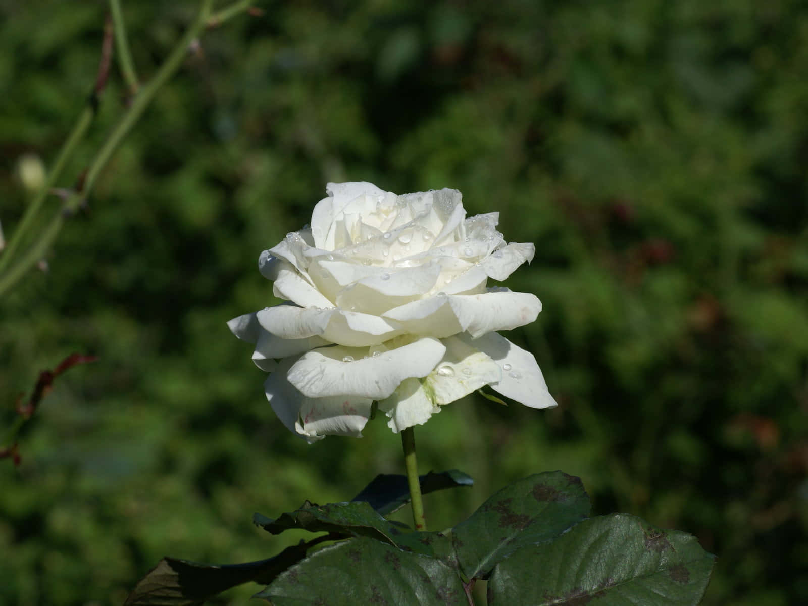 White Rose Under Sun Pictures