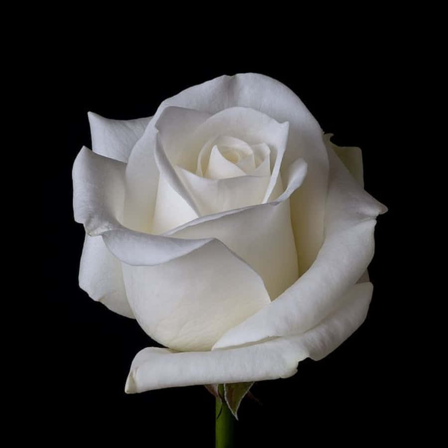 White Rose Focus Pictures