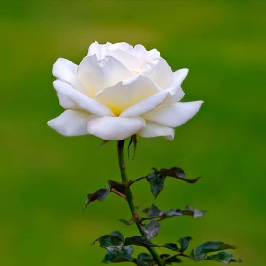 Pynt dit skrivebord med smukke hvide rosebilleder