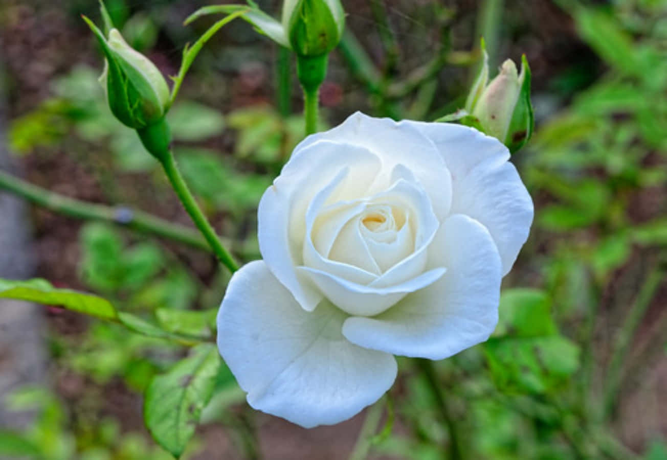 White Rose Bud Pictures