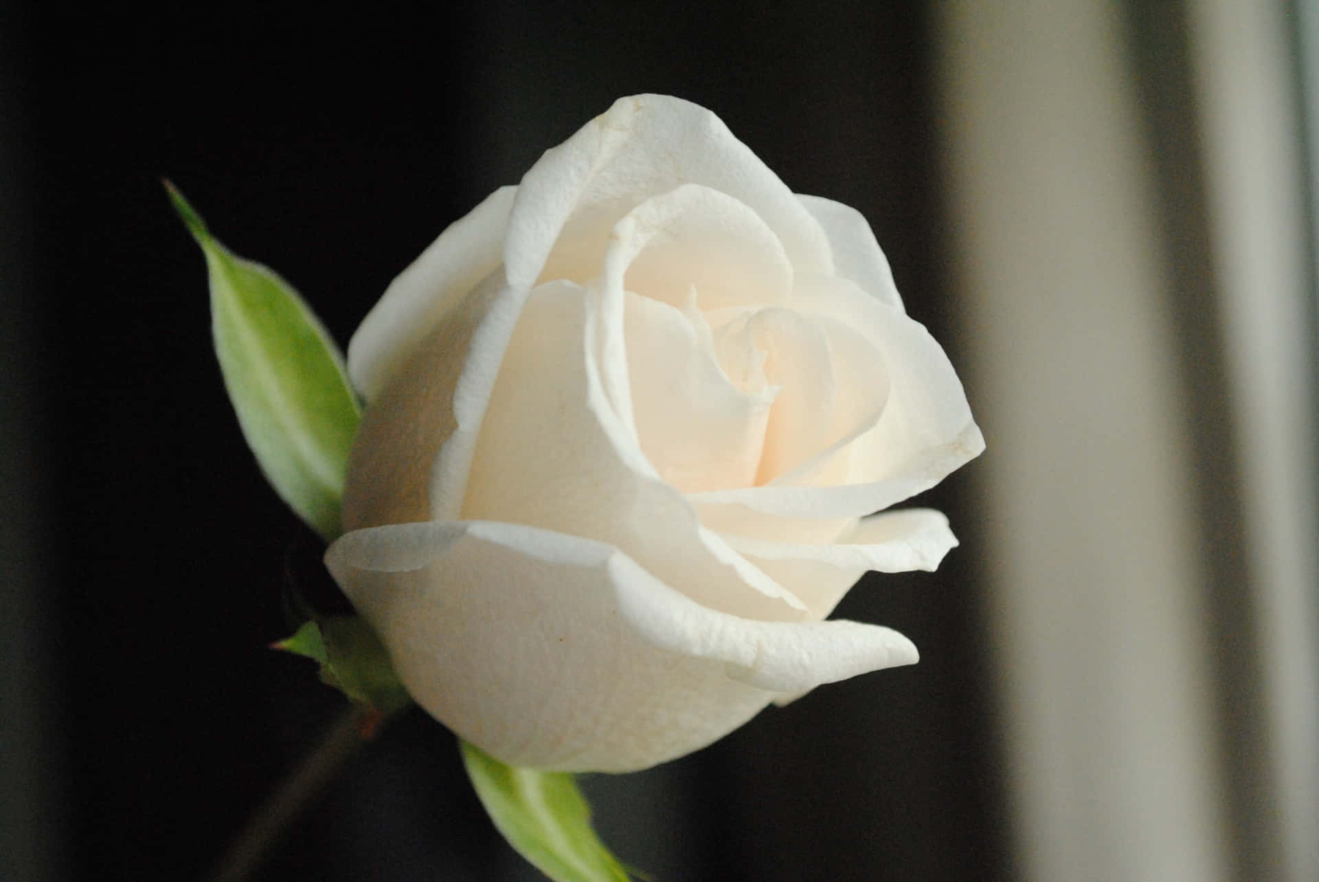 Simple White Rose Pictures