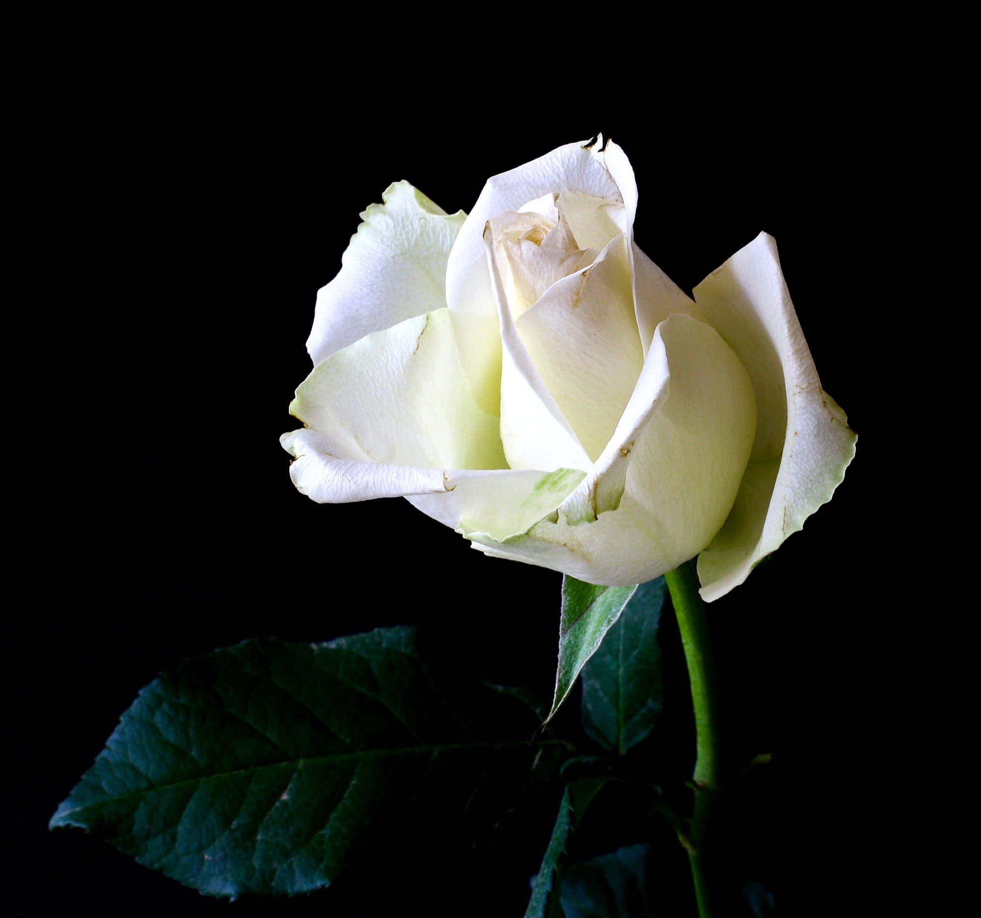 White Rose Blooming Pictures