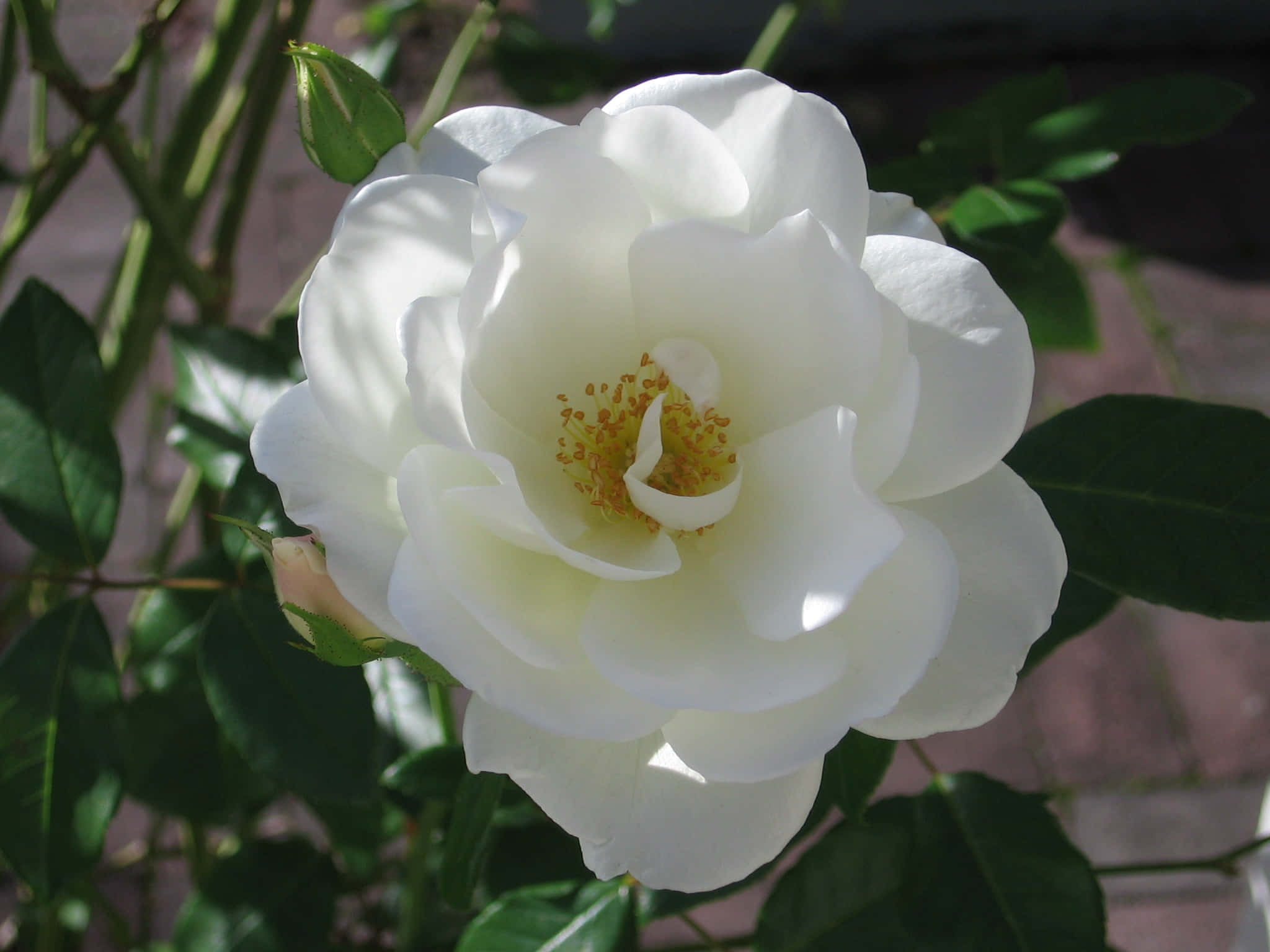 Immaginidi Rose Bianche In Fiore