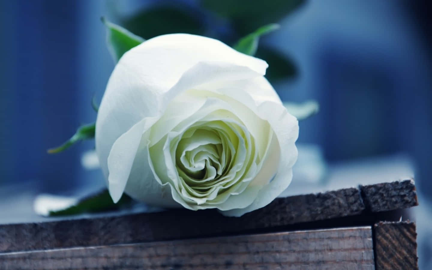 Majestic Single White Rose in Full Bloom