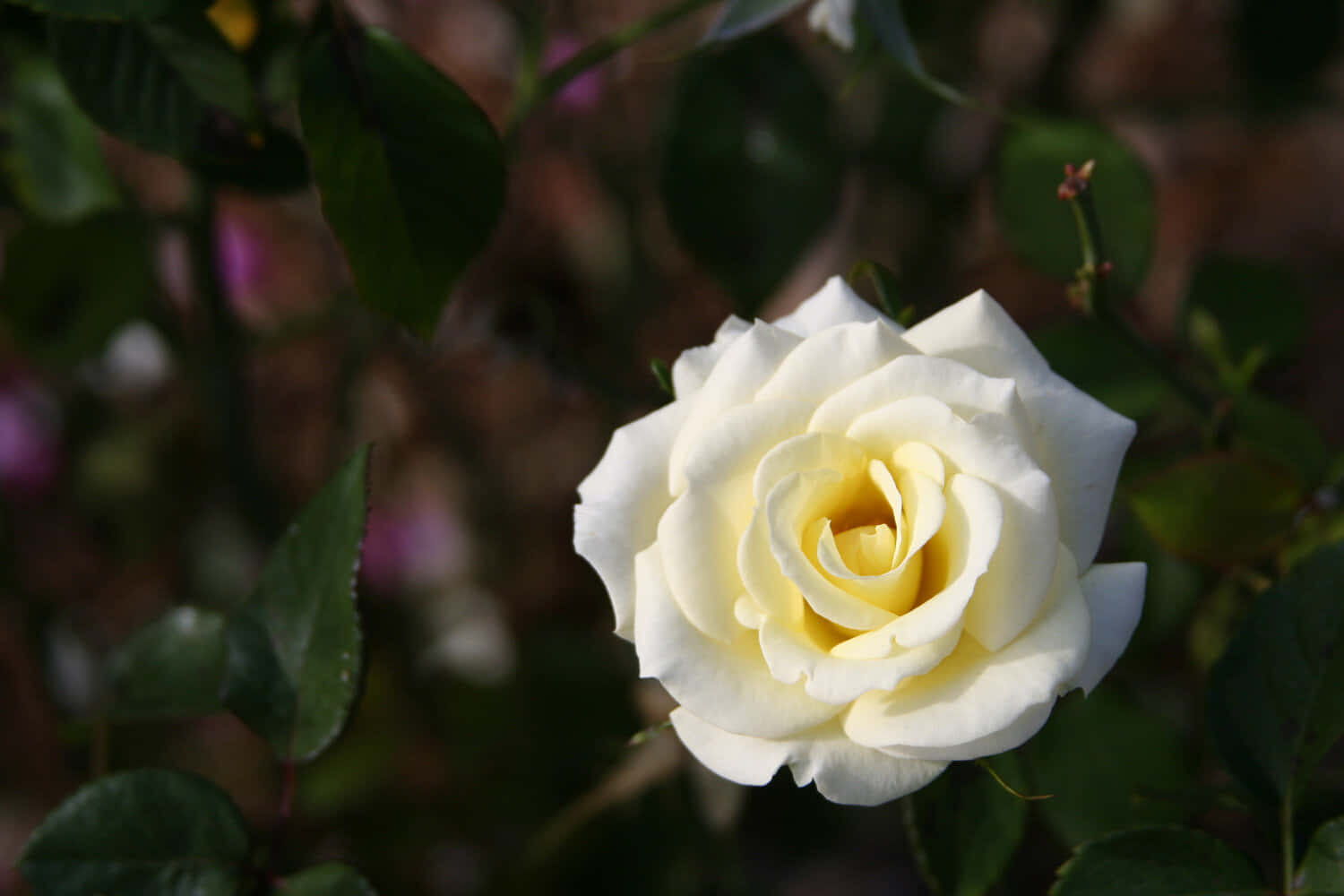 White Yellow Rose Pictures