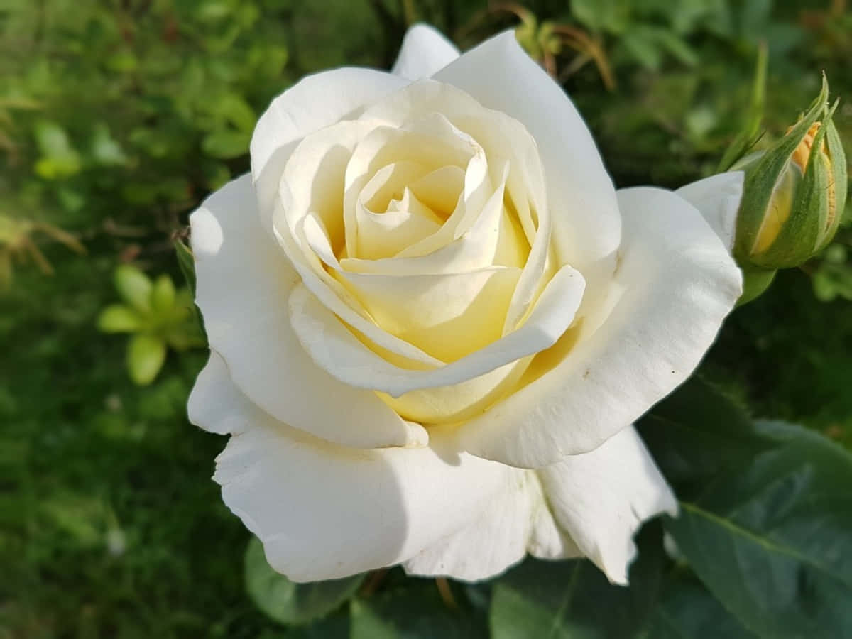 Ethereal White Rose Pictures