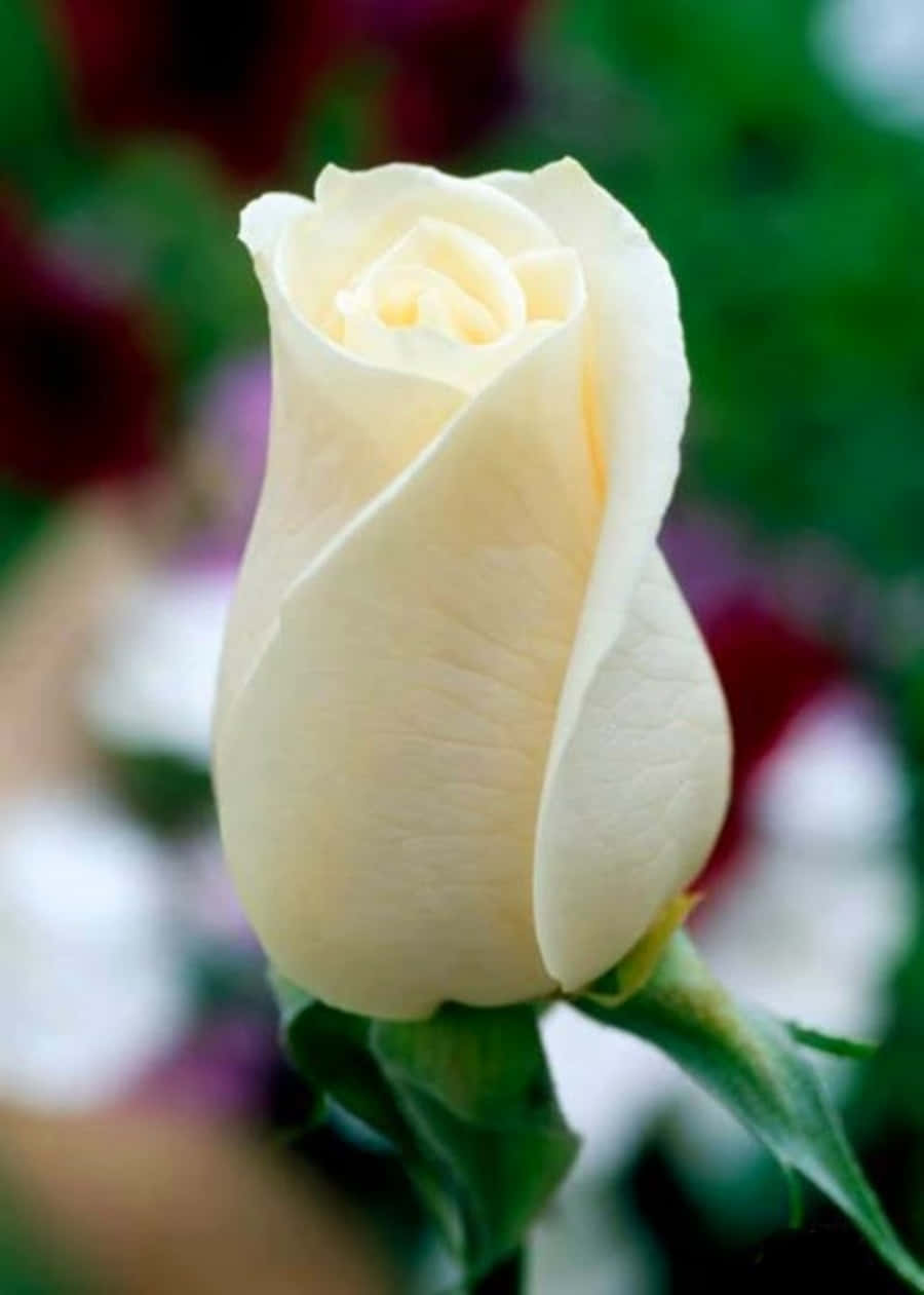 Blooming White Rose in Full Glory