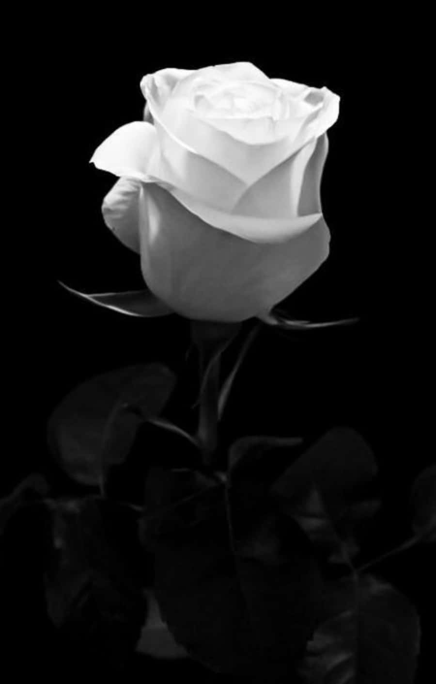 Immaginidi Rose Bianche In Bianco E Nero