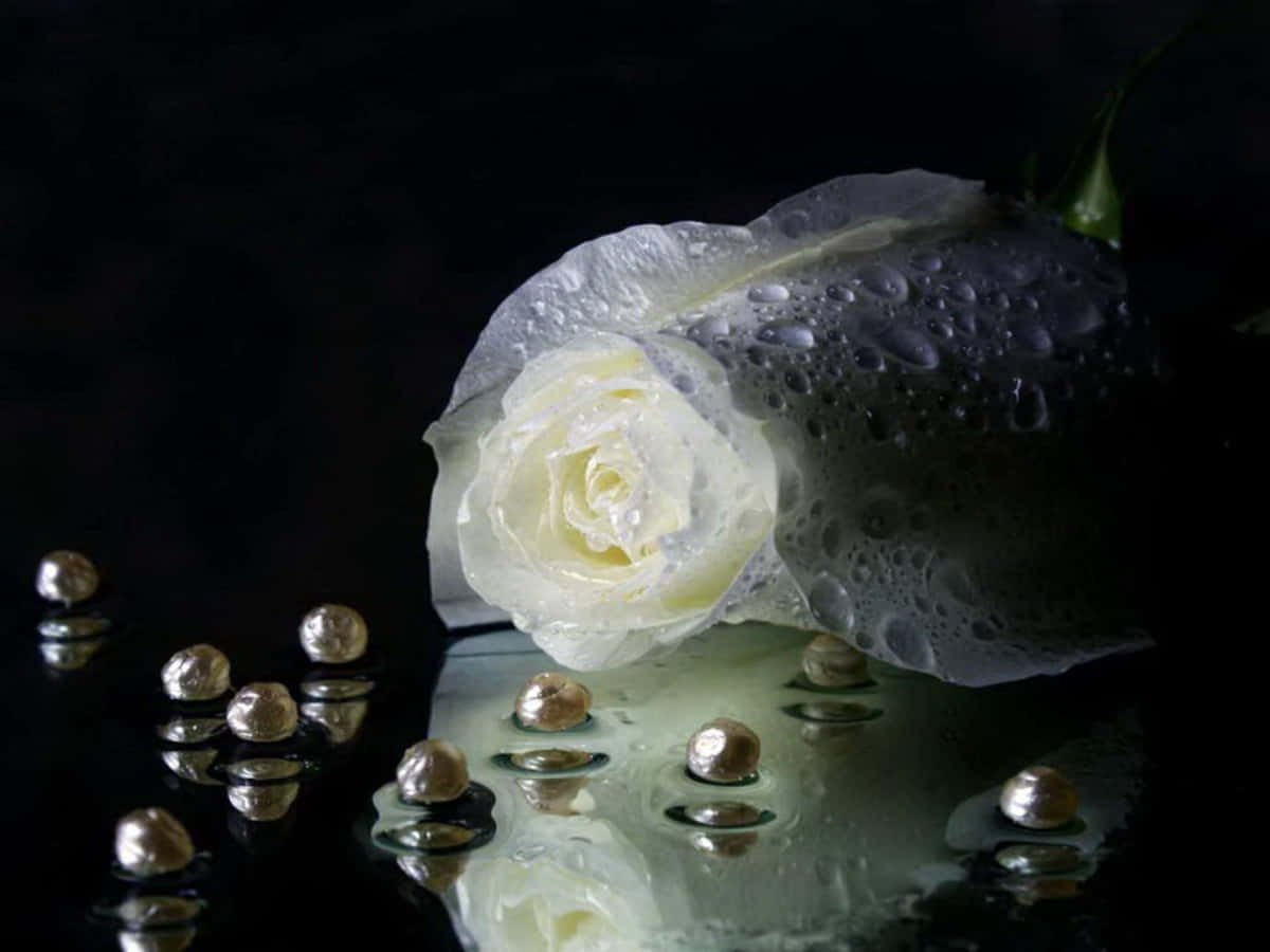 Immaginidi Una Rosa Bianca Con Gocce D'acqua.