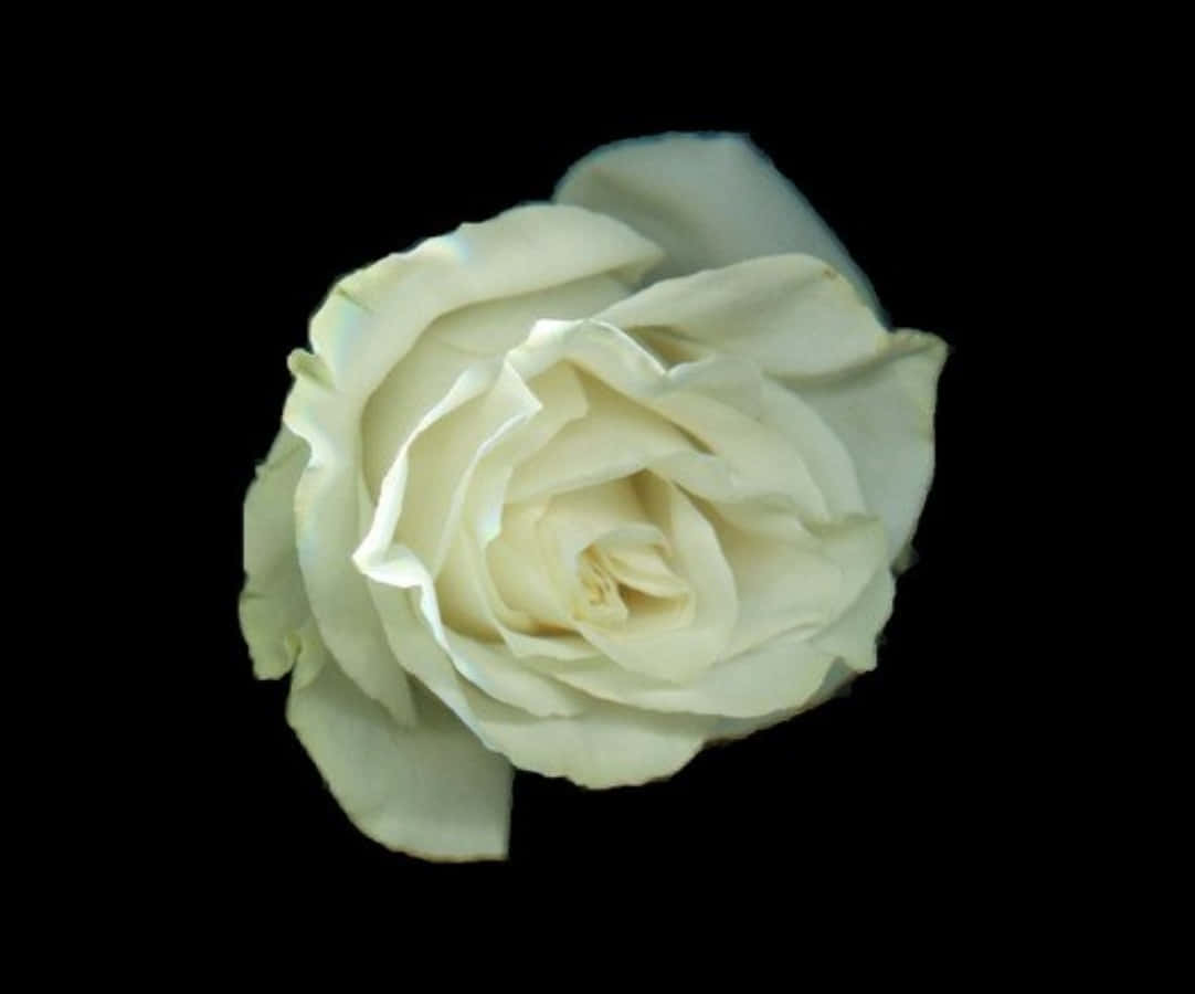 White Rose Focus Pictures