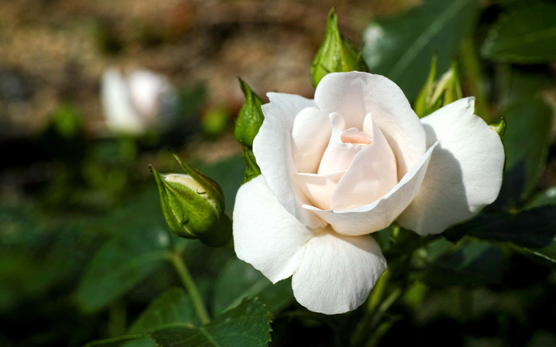 Bright White Rose Pictures