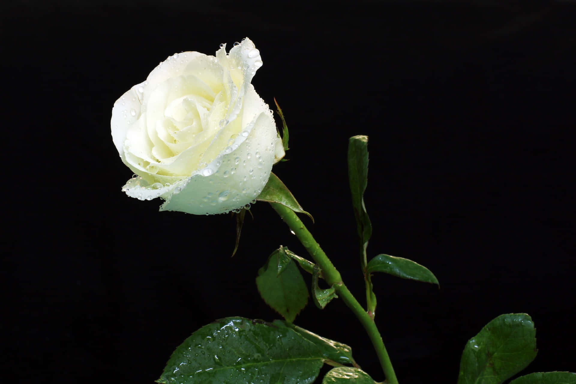 Fresh White Rose Pictures
