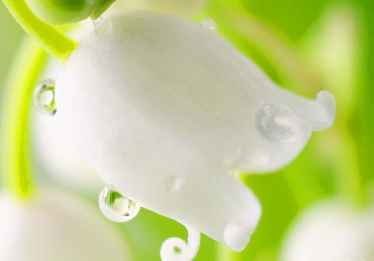 Dripping White Rose Pictures