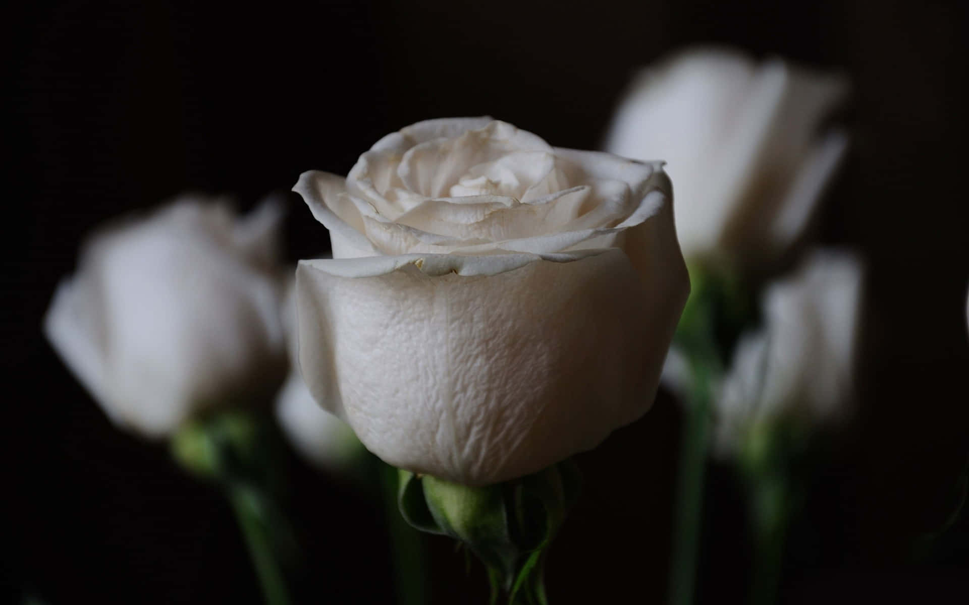 A simple yet beautiful white rose against a light blue background Wallpaper