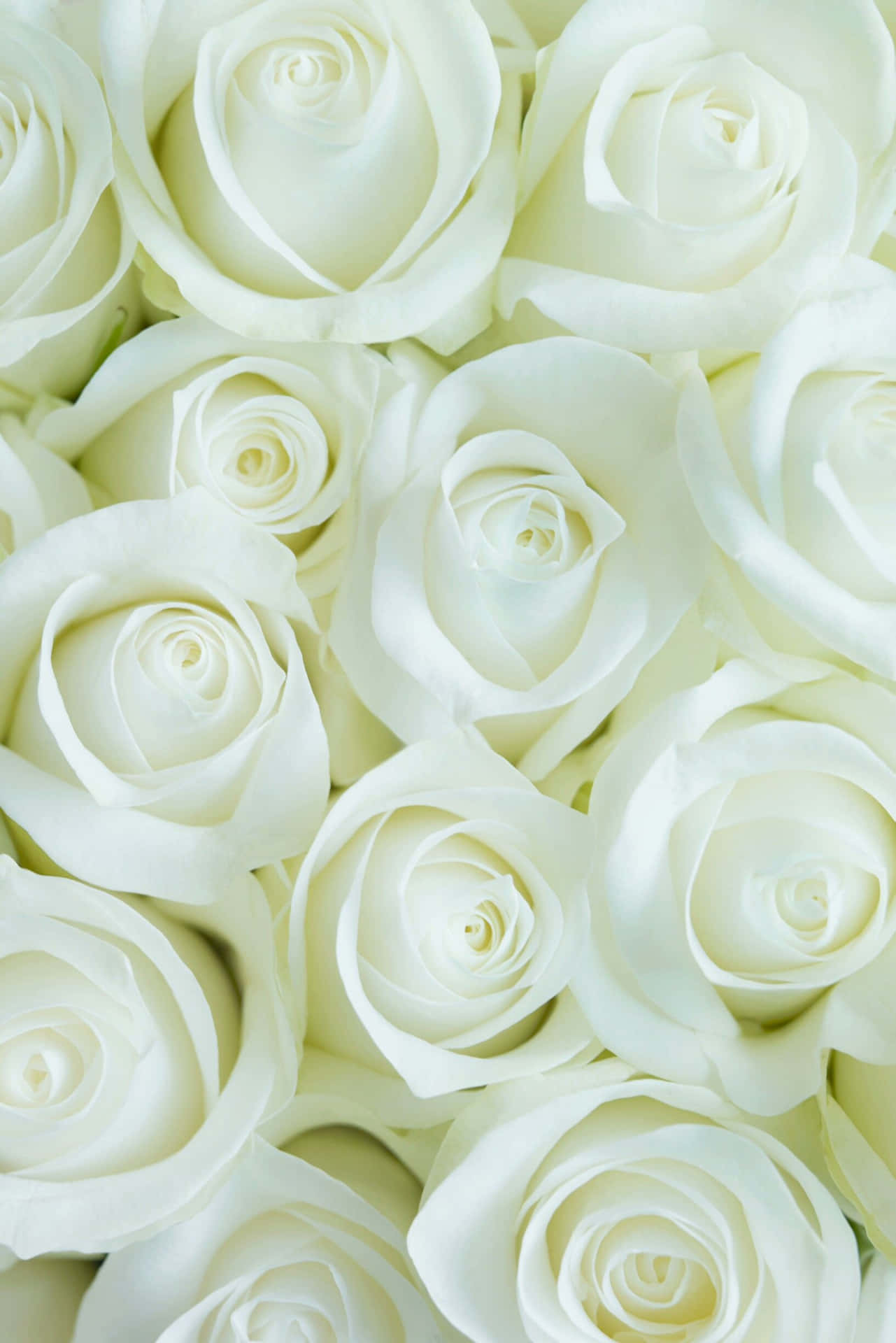 Eineeinzelne Weiße Rose Blüht Zwischen Dem Grün Wallpaper