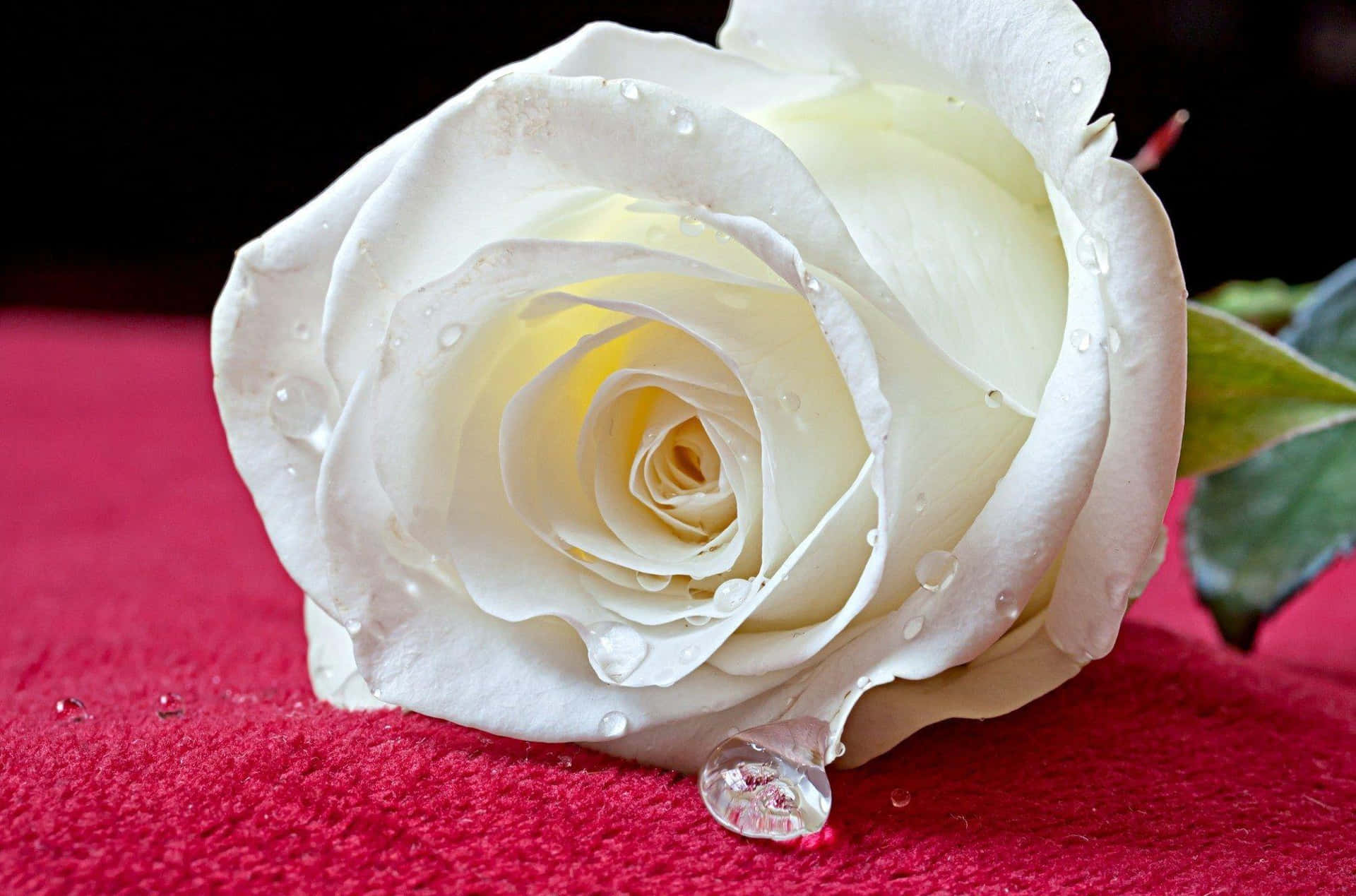 A White Rose On A Red Cloth Wallpaper