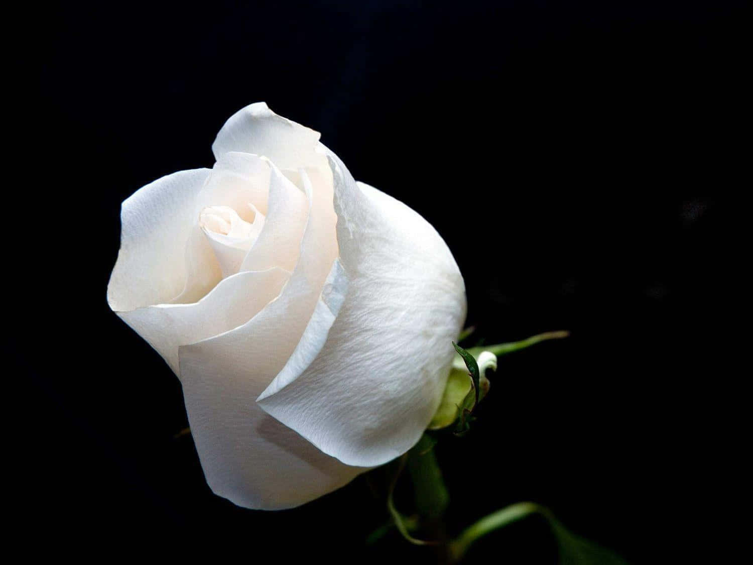 Aromatic White Rose Wallpaper