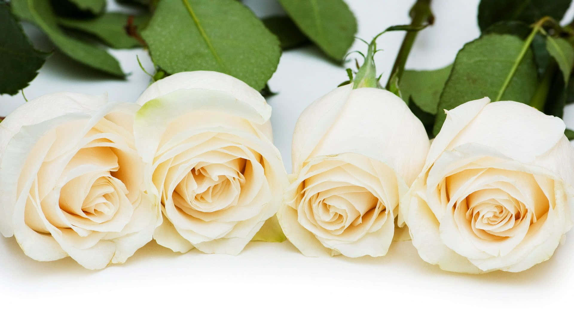 Three White Roses Are Lined Up On A White Background Wallpaper
