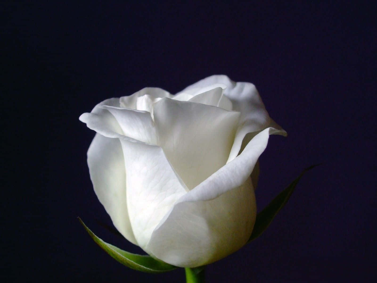 White Rose Flower Blossom Wallpaper