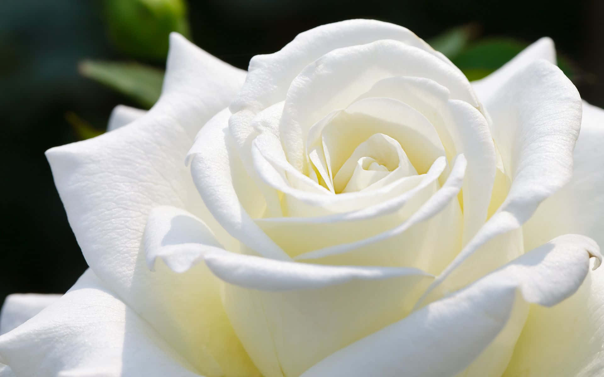 A beautiful white rose showing its delicate petals Wallpaper