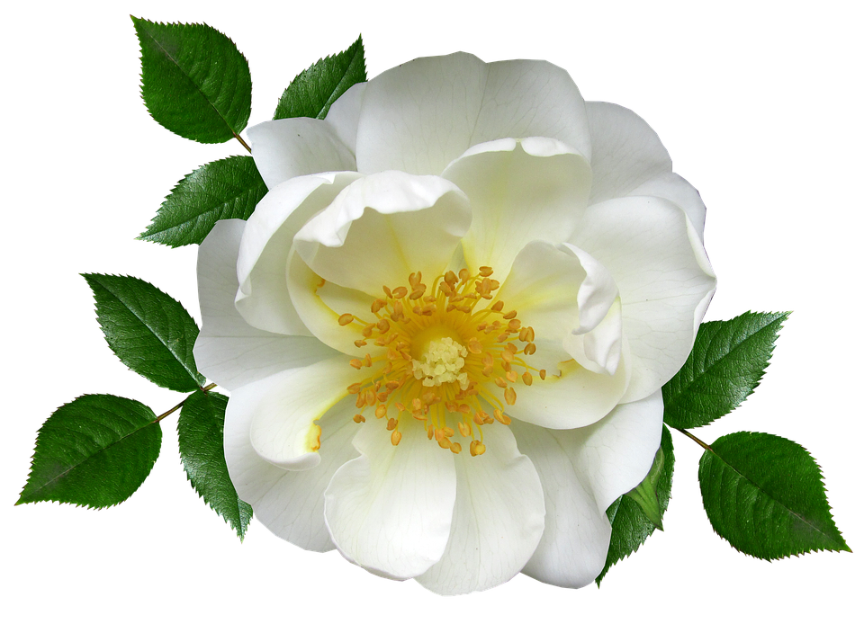 White Rose Transparent Background PNG