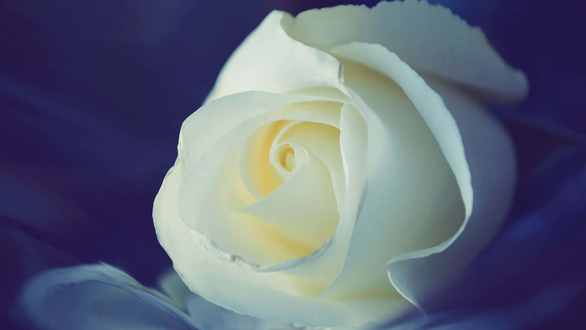 En smuk og elegant hvid rose Wallpaper