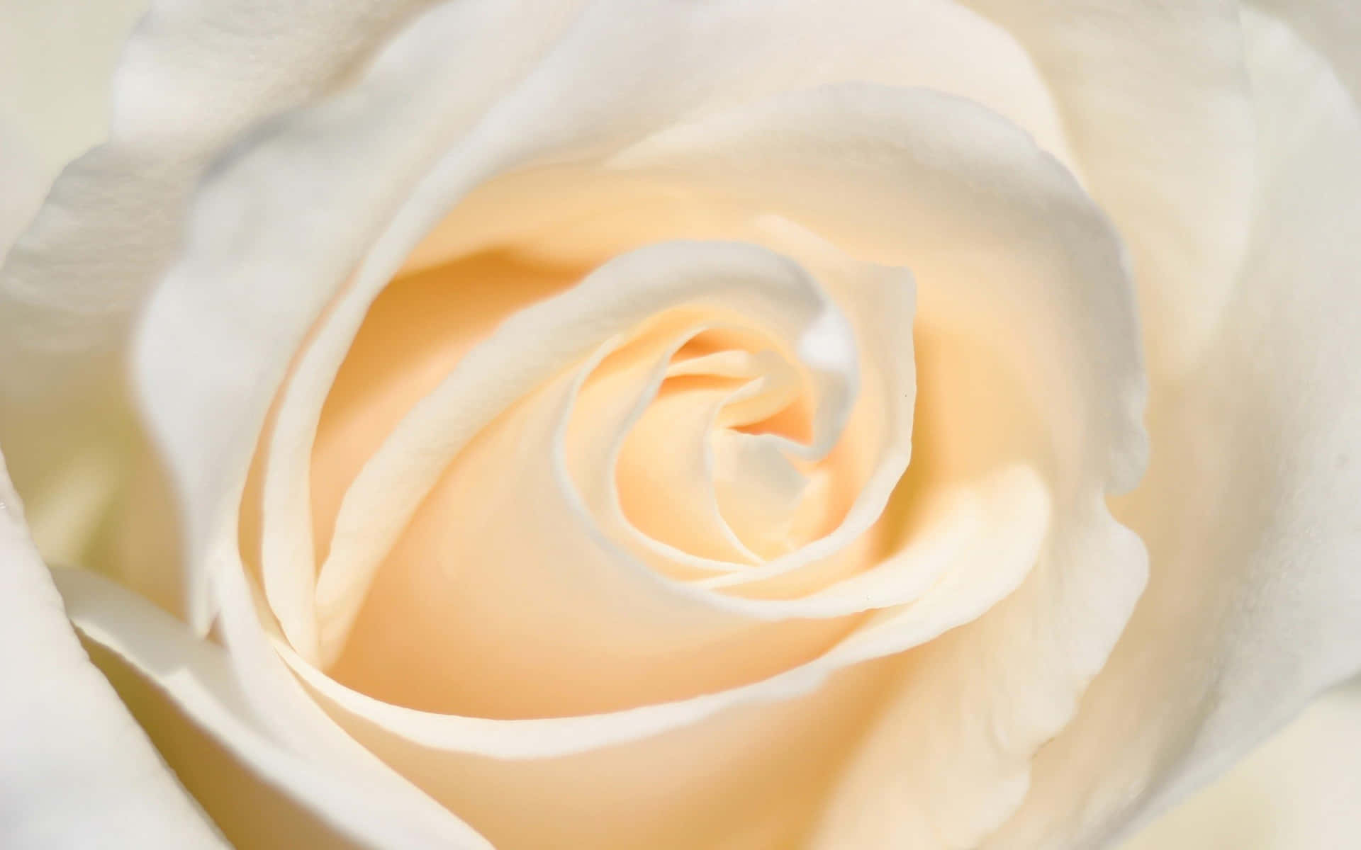 “Hvid Rose: Et symbol på uskyld og renhed” Wallpaper