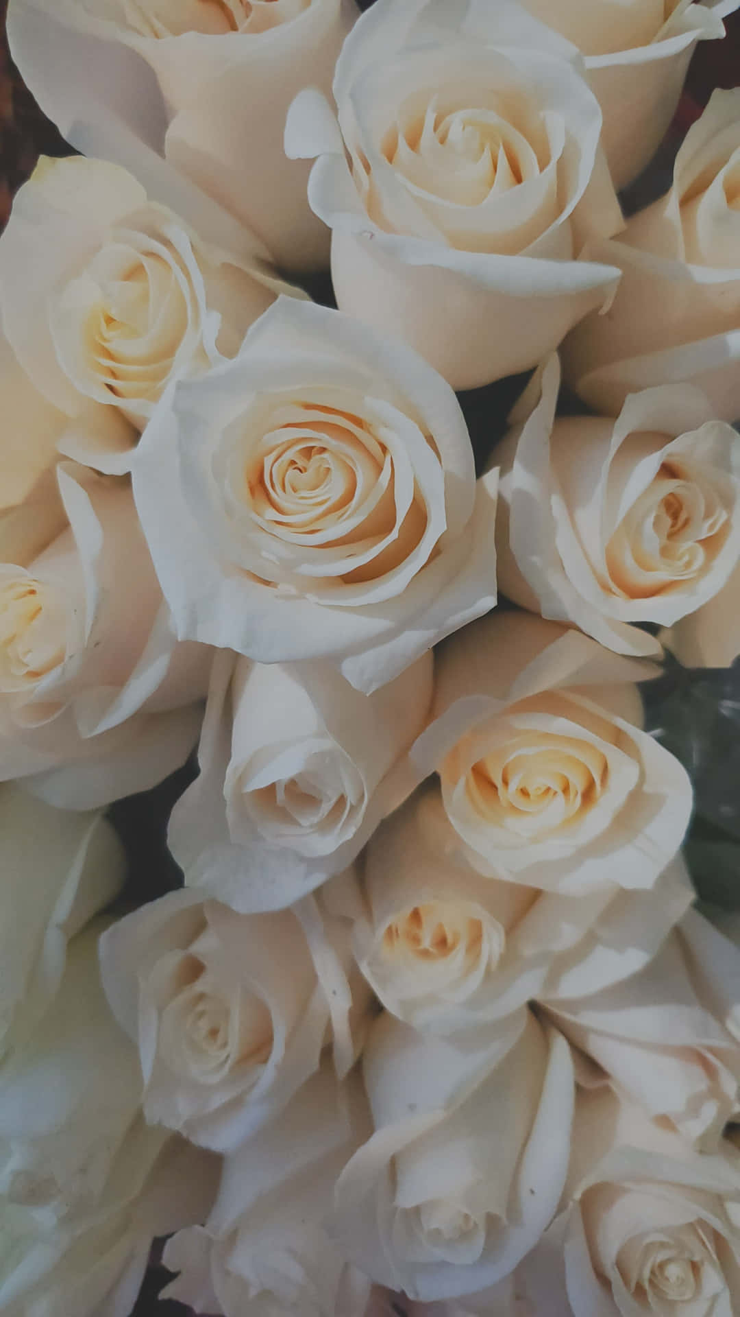 White Roses Aesthetic Home Screen Portrait Background