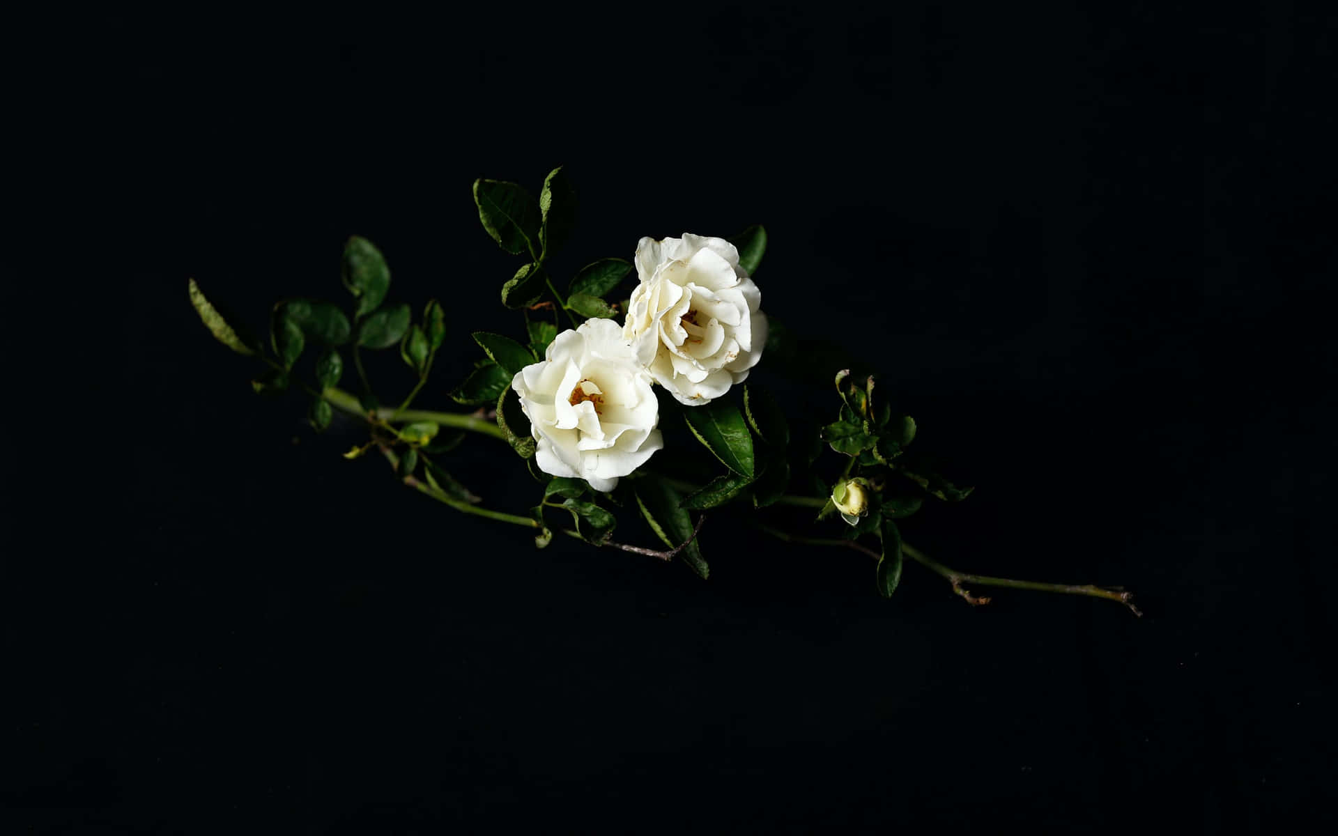 White Roses Aesthetic Black Background