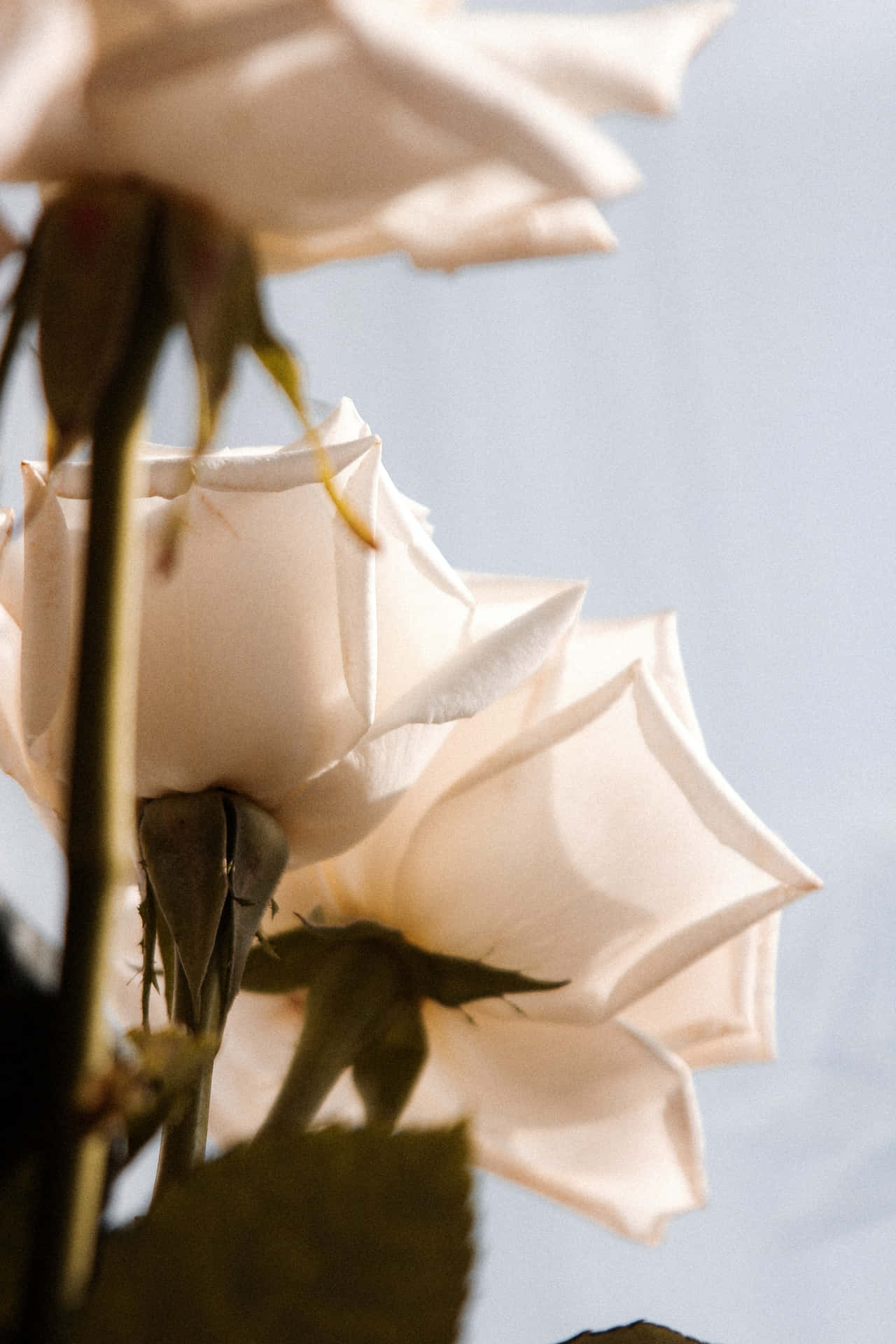 Hintergrundbildermit Weißen Rosenblüten Im Hochformat