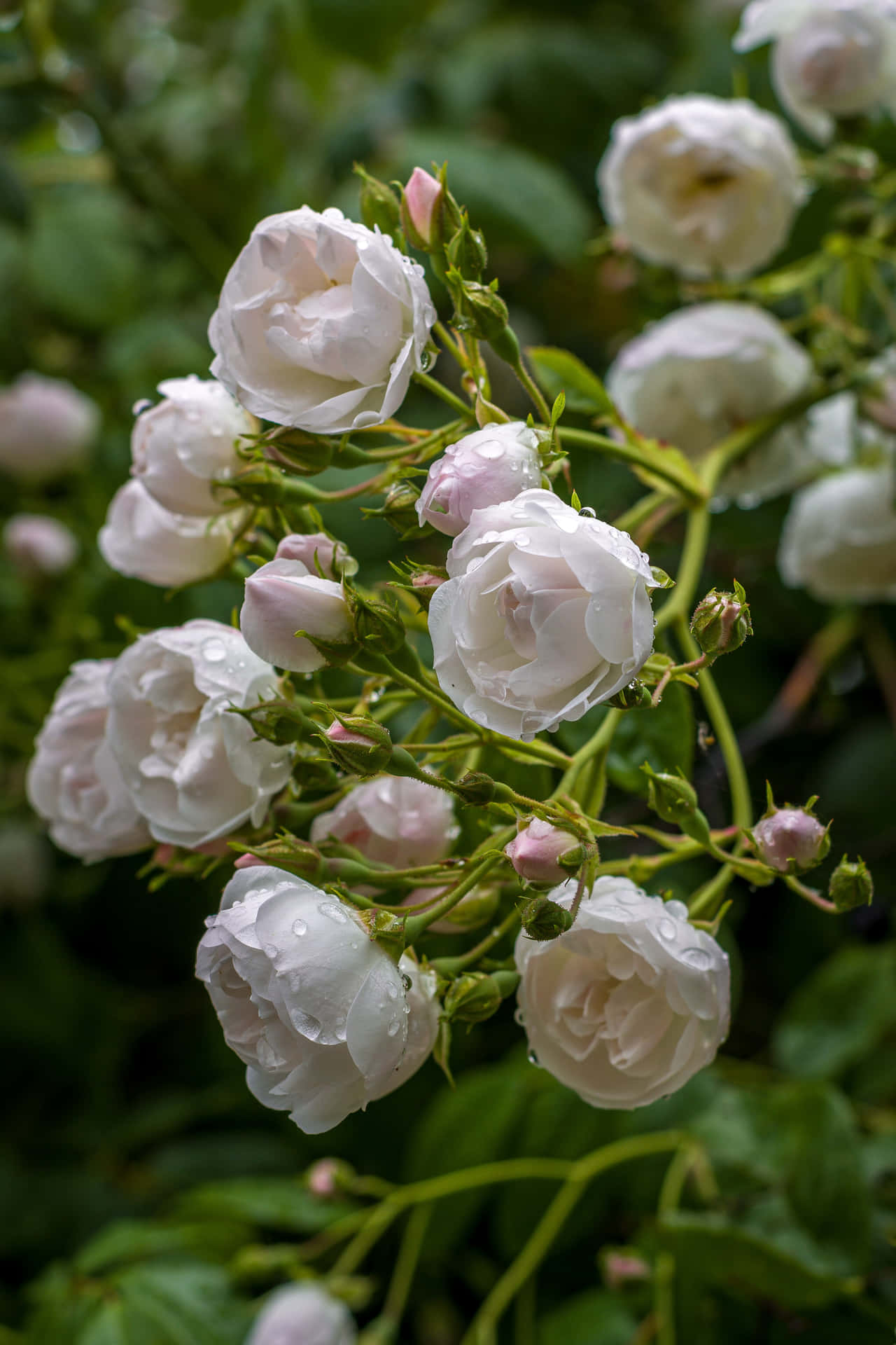 Fondode Pantalla De Jardín De Rosas Blancas En Retrato Para Pantalla De Inicio