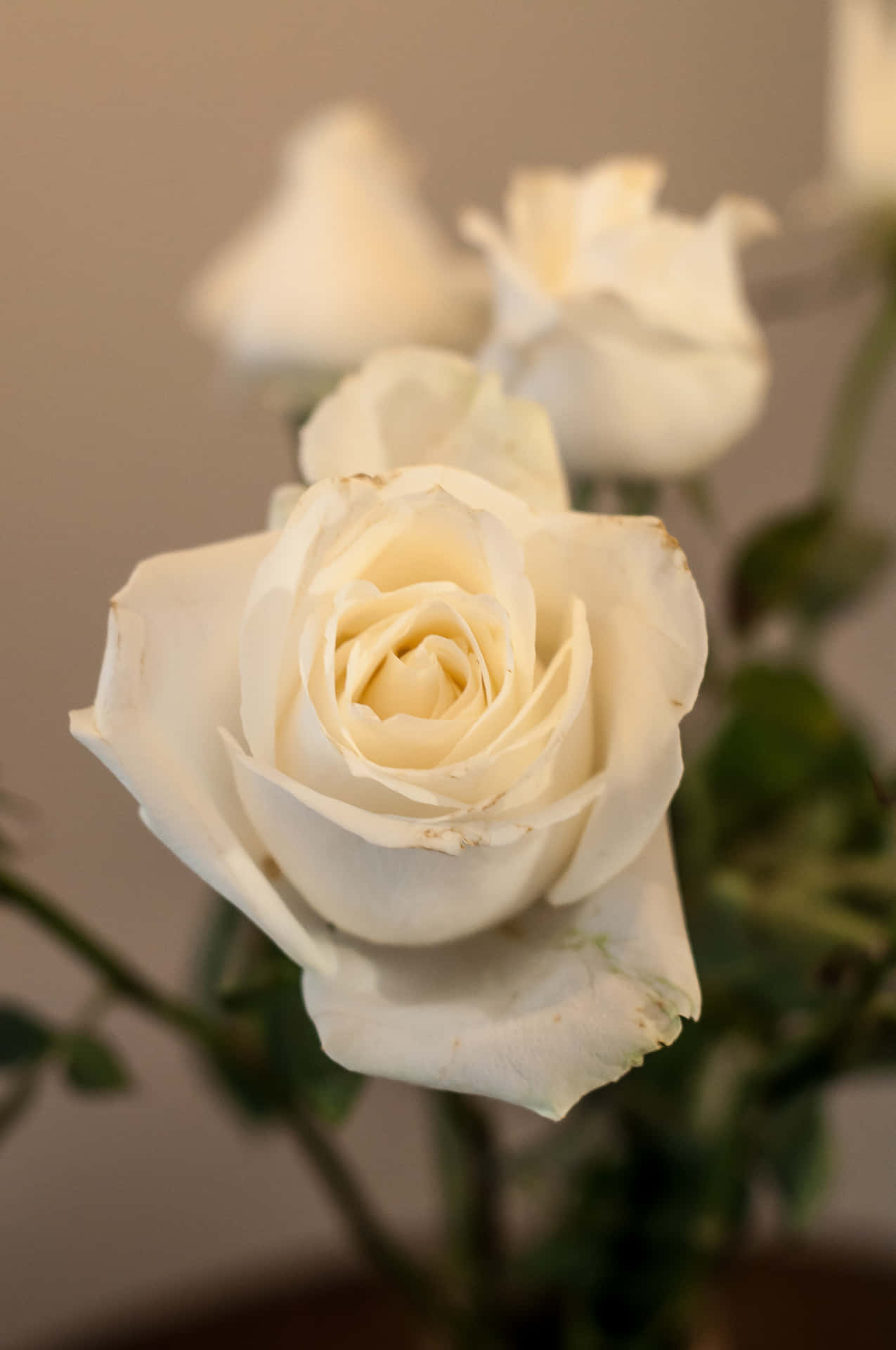 Fundode Tela Branco Com Estética Vintage E Retrato De Rosas Brancas.