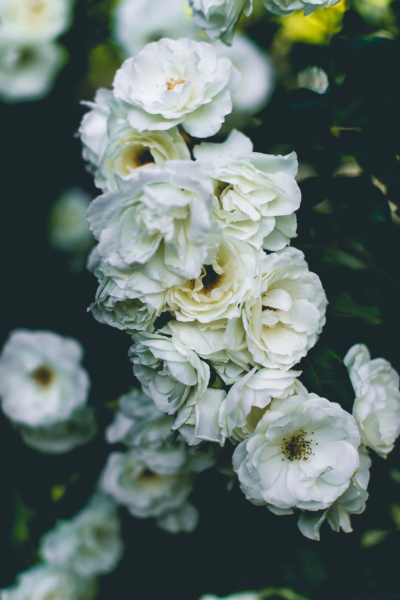 Blur Portrait Home Screen White Roses Background