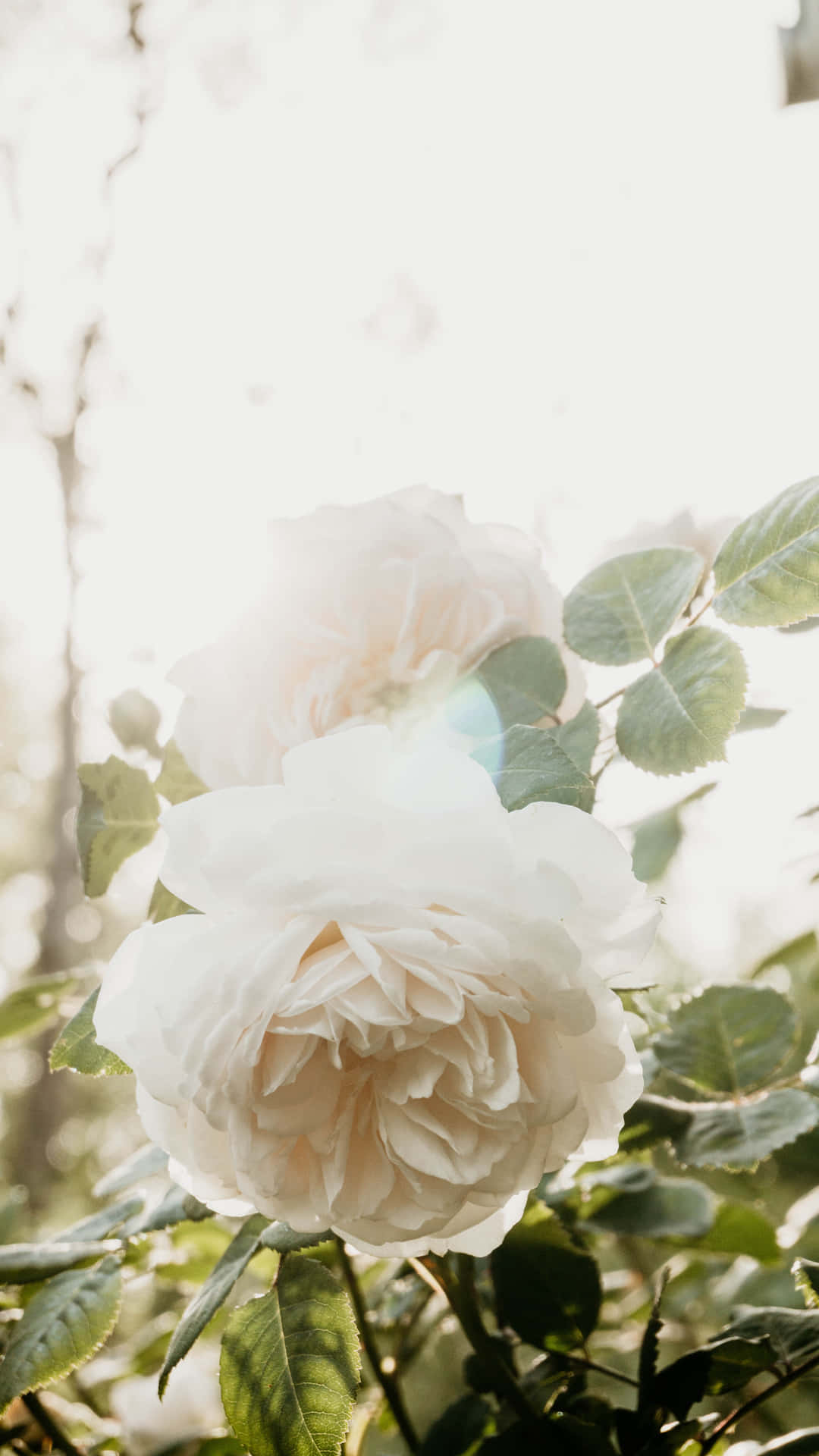 Portrait White Roses Aesthetic Background