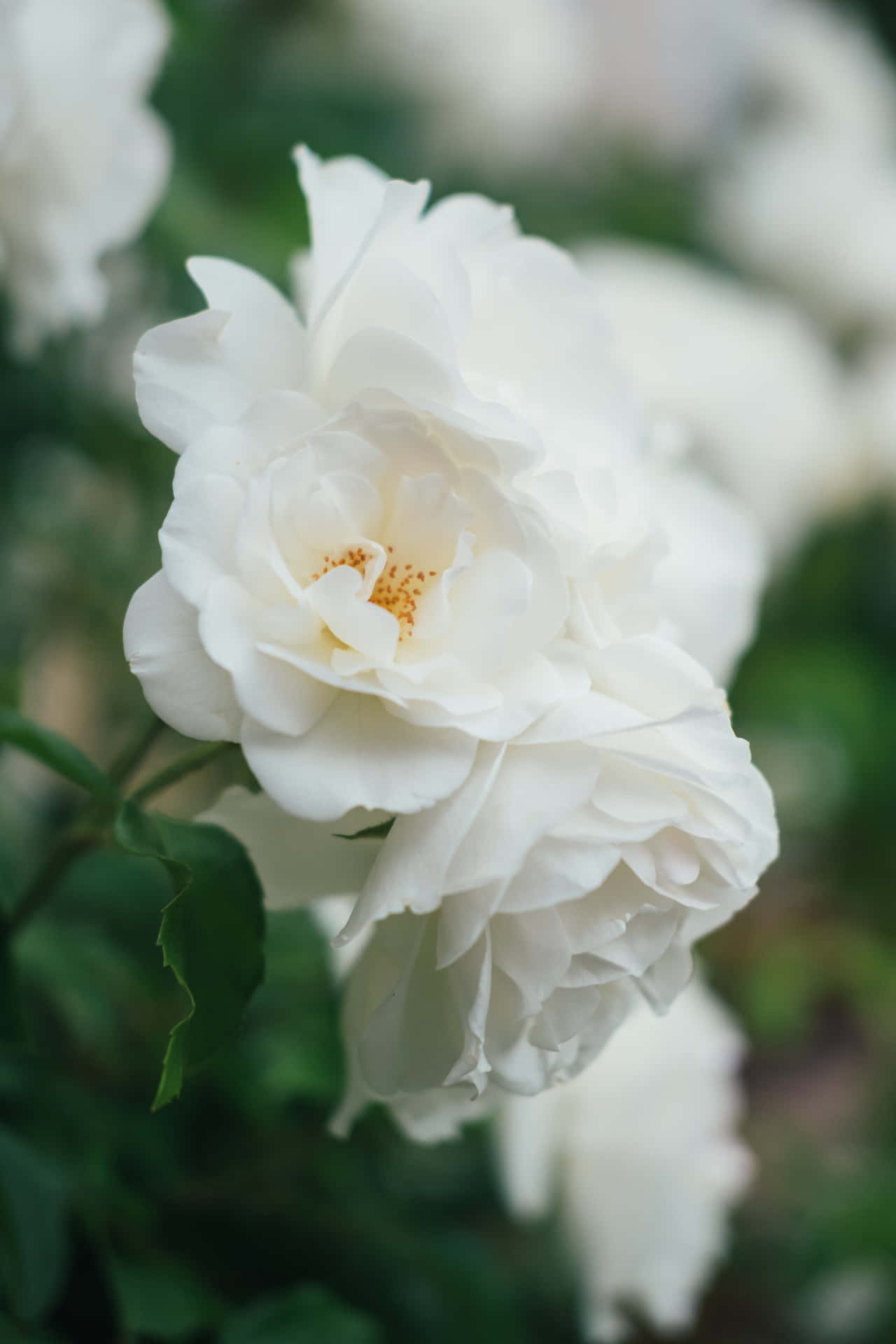 Unschärfeästhetischer Hintergrund Mit Weißen Rosen Im Hochformat