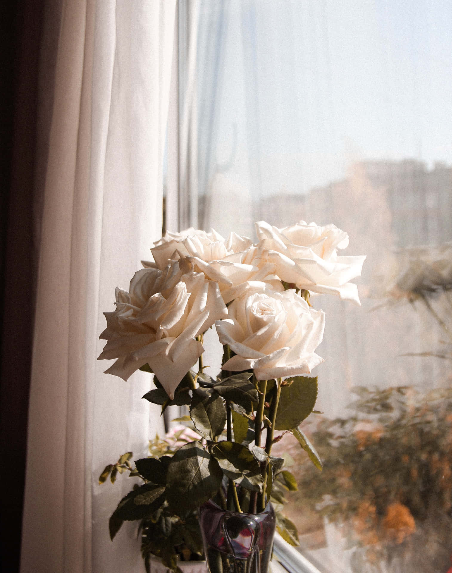 Portraitästhetische Weiße Rosen Fenster Hintergrund
