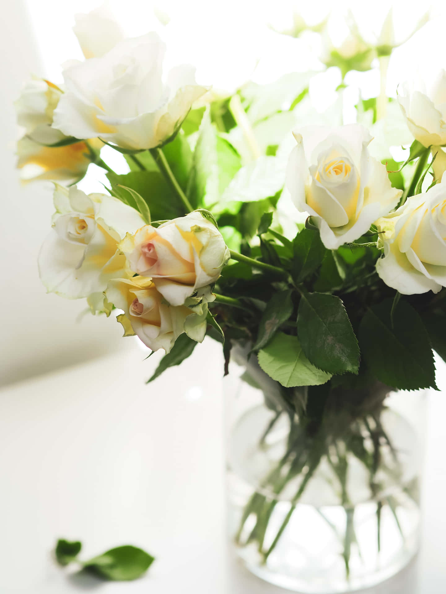 Portrait White Roses And Flower Vase Background